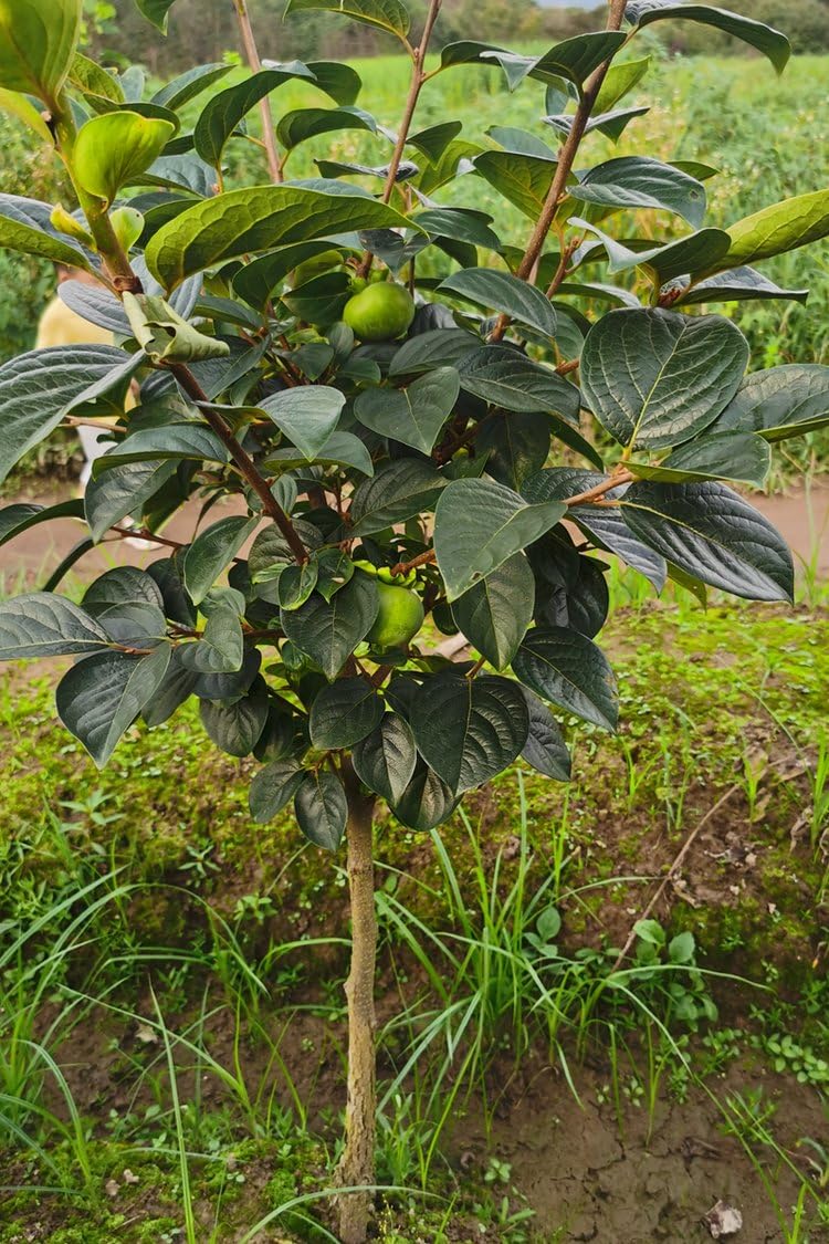 100 Pcs Persimmon Tree Seeds. Japanese Persimmon Fruit Tree Seeds for Planting. Exotic Fuyu Persimmon Seeds, Non-GMO Diospyros Kaki Seeds for Home Gardening
