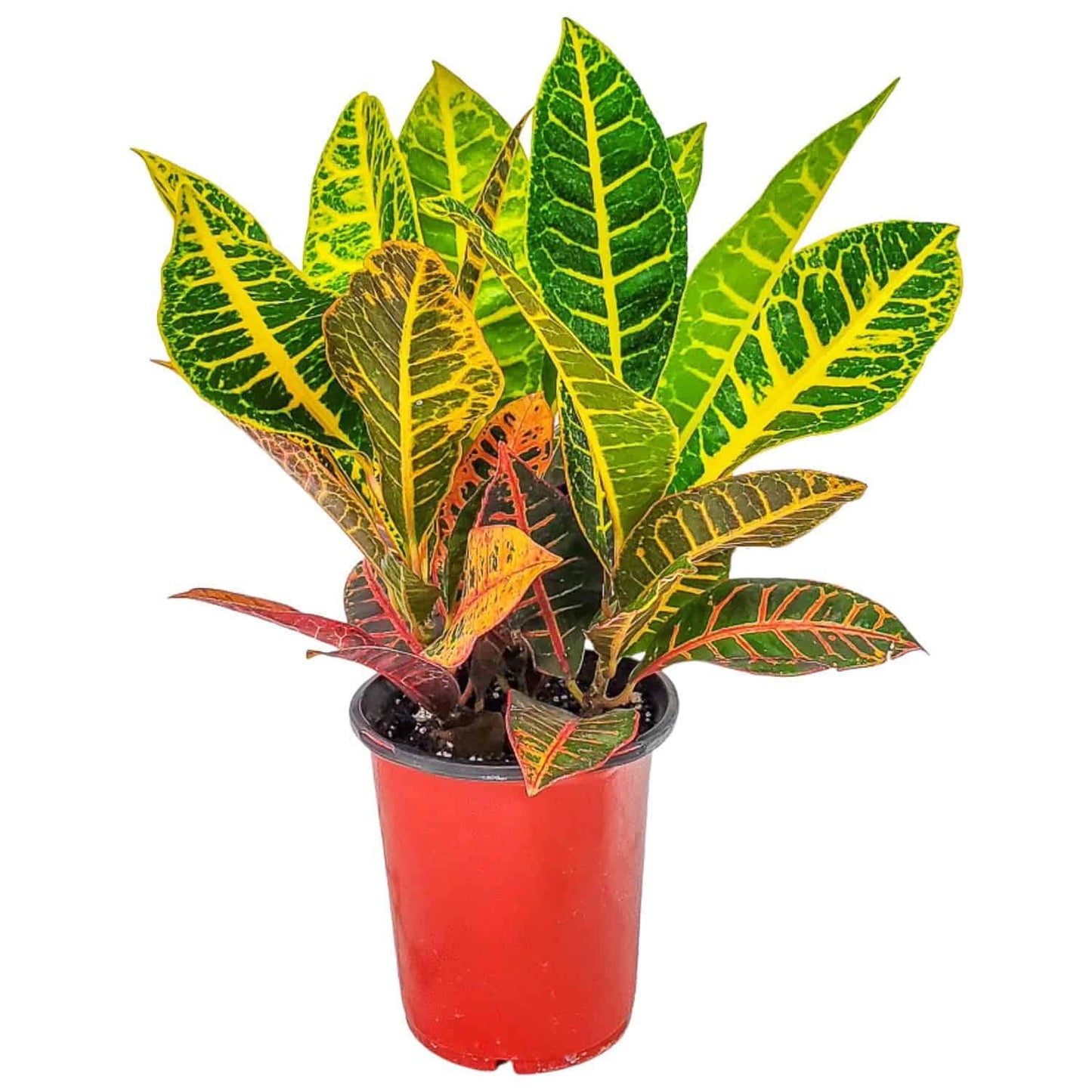 Tropical Plants of Florida Croton Petra Live Plant - 1 Gallon 12 to 16 Inch Tall Variegated Foliage Plant Indoor Outdoor Colorful Houseplant Nursery Pot
