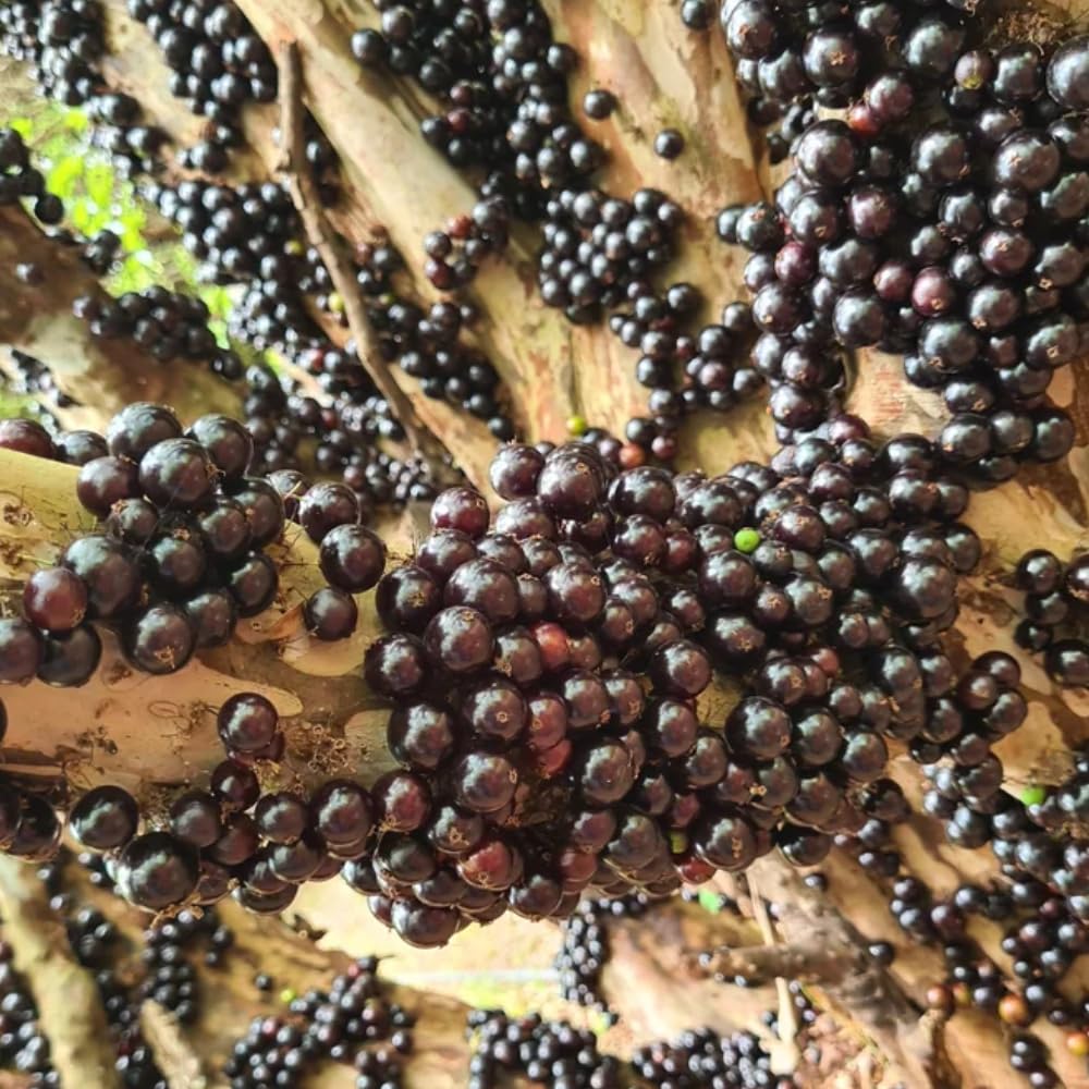 Black Jaboticaba Sabara Live Plant, Jabuticaba Tree in 3 Gallon Container, 2 to 3 Feet Height, Tropical Fruit Plant for Home Garden, No Ship to CA