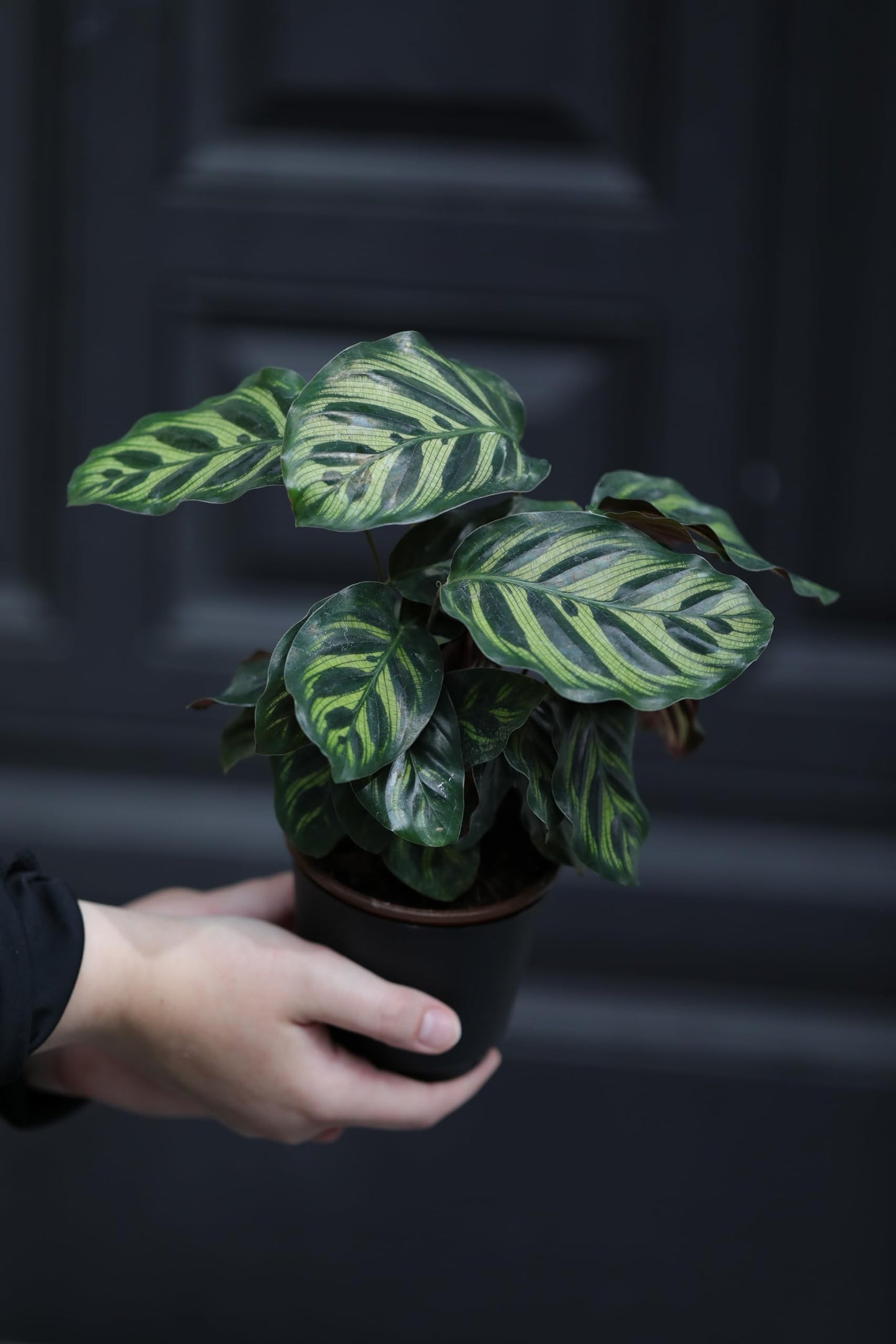 PLANTVERS Calathea Makoyana in 4inch Nursery Pot | Peacock Calathea | Air Purifier Plant | Live Topical Houseplant | Indoor Gift Plant | Low Light Plants for Home Decor