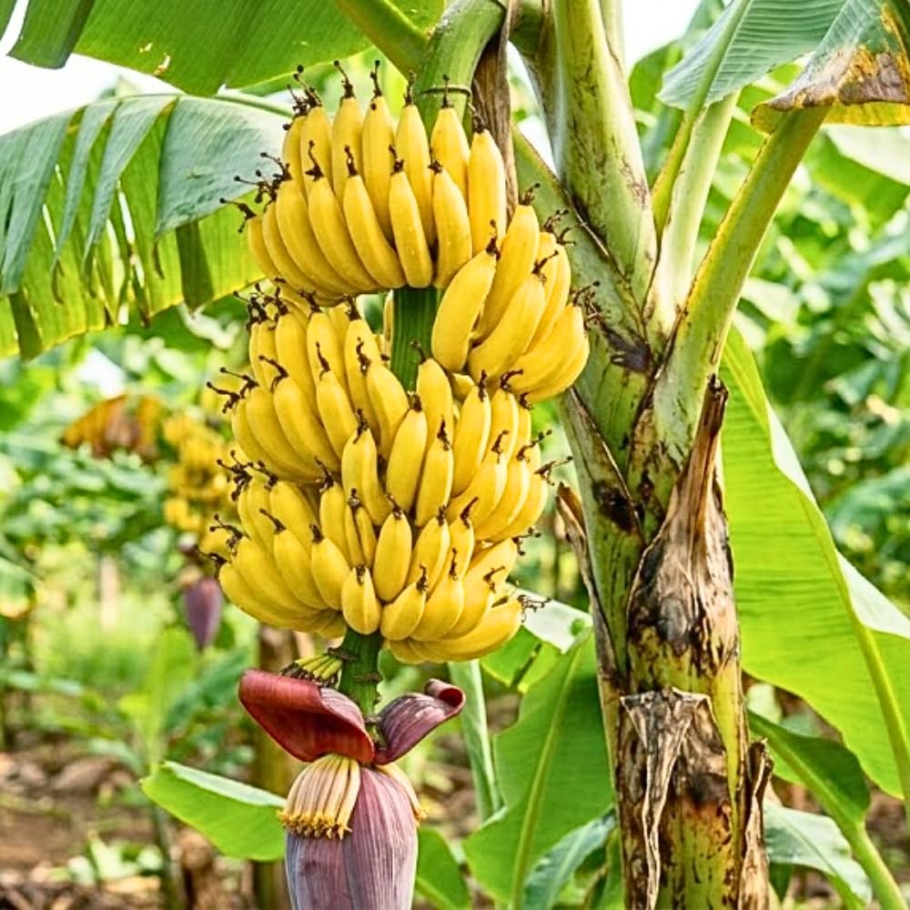 Banana Tree Live Plant, Banana Plant Live, Cold Hardy, Well-Rooted, Sweet Fruit, 4-6 Inches Tall for Outdoor Planting (Grand Nain Banana)