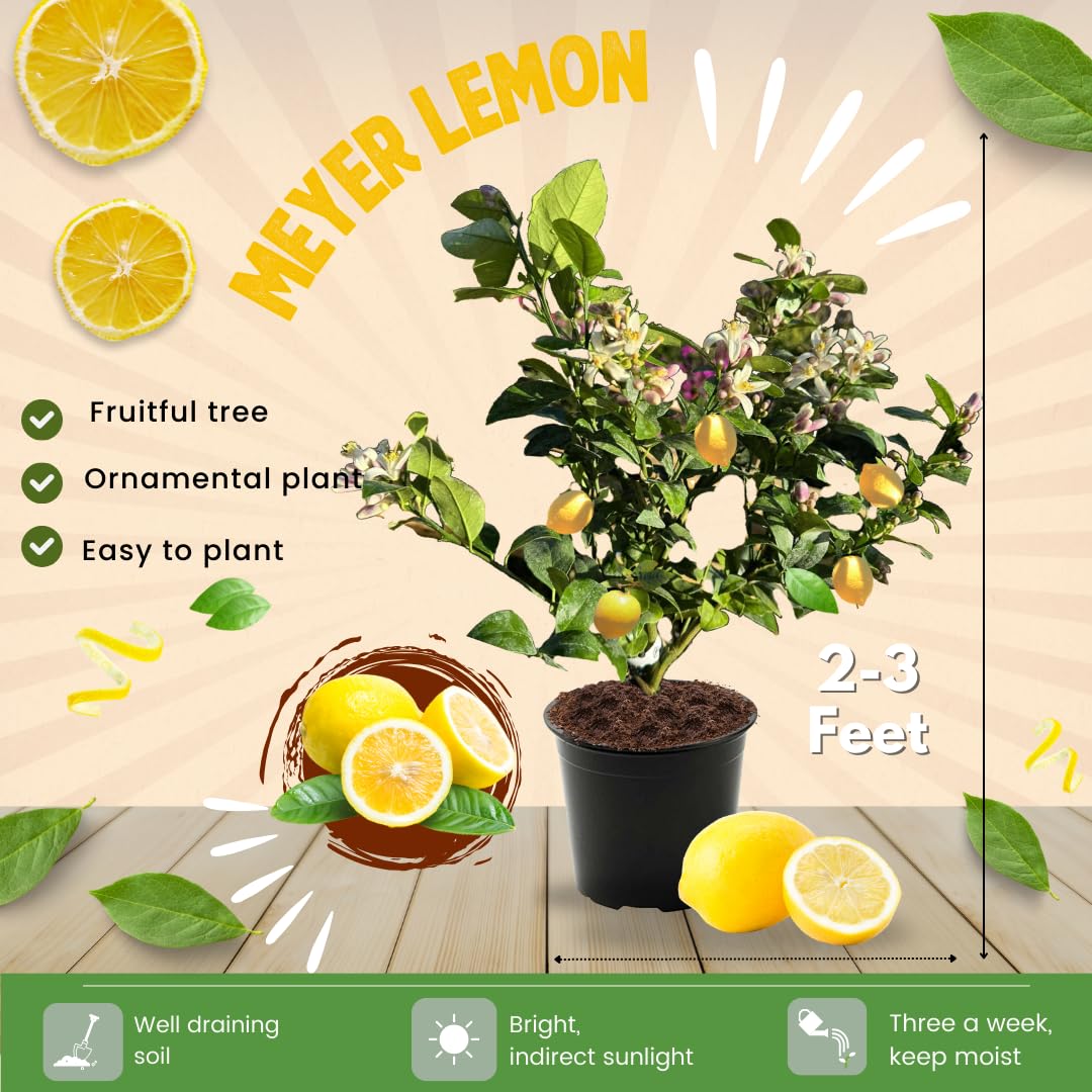 Meyer Lemon Tree Live Plant in Pot, Fruit-Bearing 2-3 Years Old Trees, Yellow Lemon Lime Tree in 3 Gallon Pot, High-yielding Spring Planting