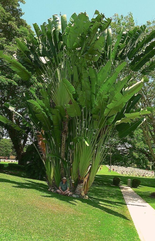 Live Plant - Giant Whitebird of Paradisestrelitzia Nicholairooted Plant10-12 Inches Tall