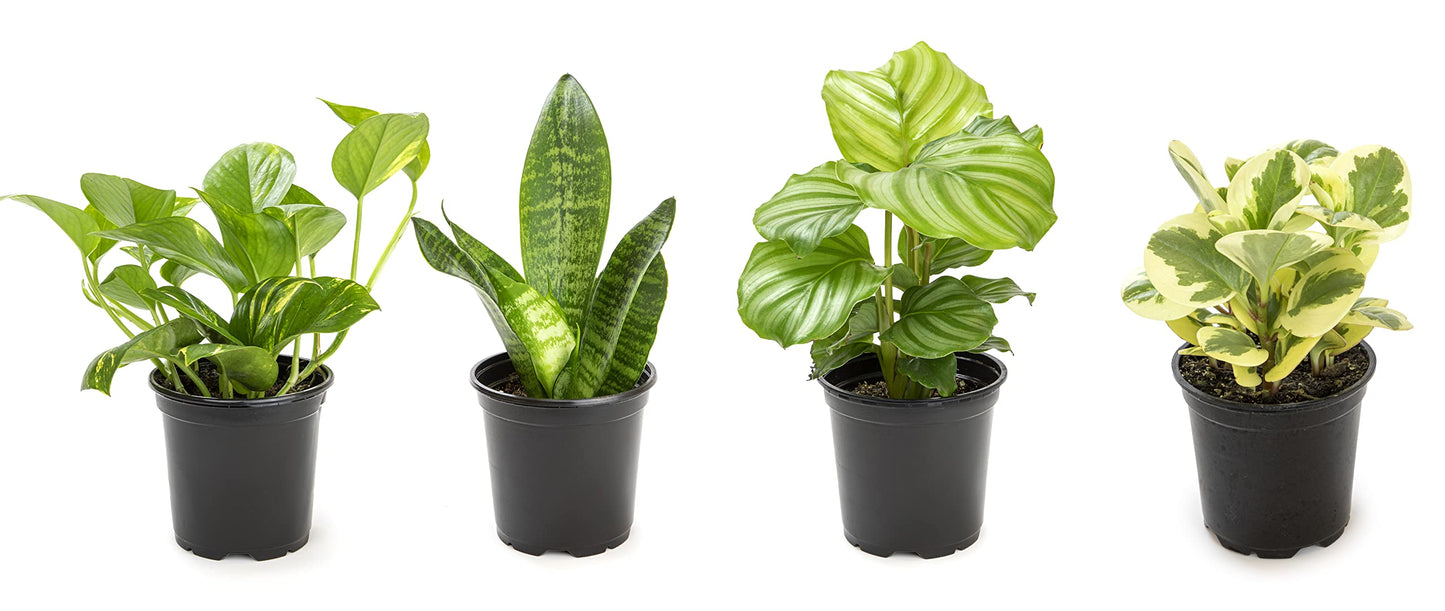 Altman Plants Live Houseplants (6PK), Indoor Plants for Delivery Prime, Live Plants & Essential Houseplant Collection (4PK) Live Plants Indoor Plants Live Houseplants in Plant Pots, Easy House