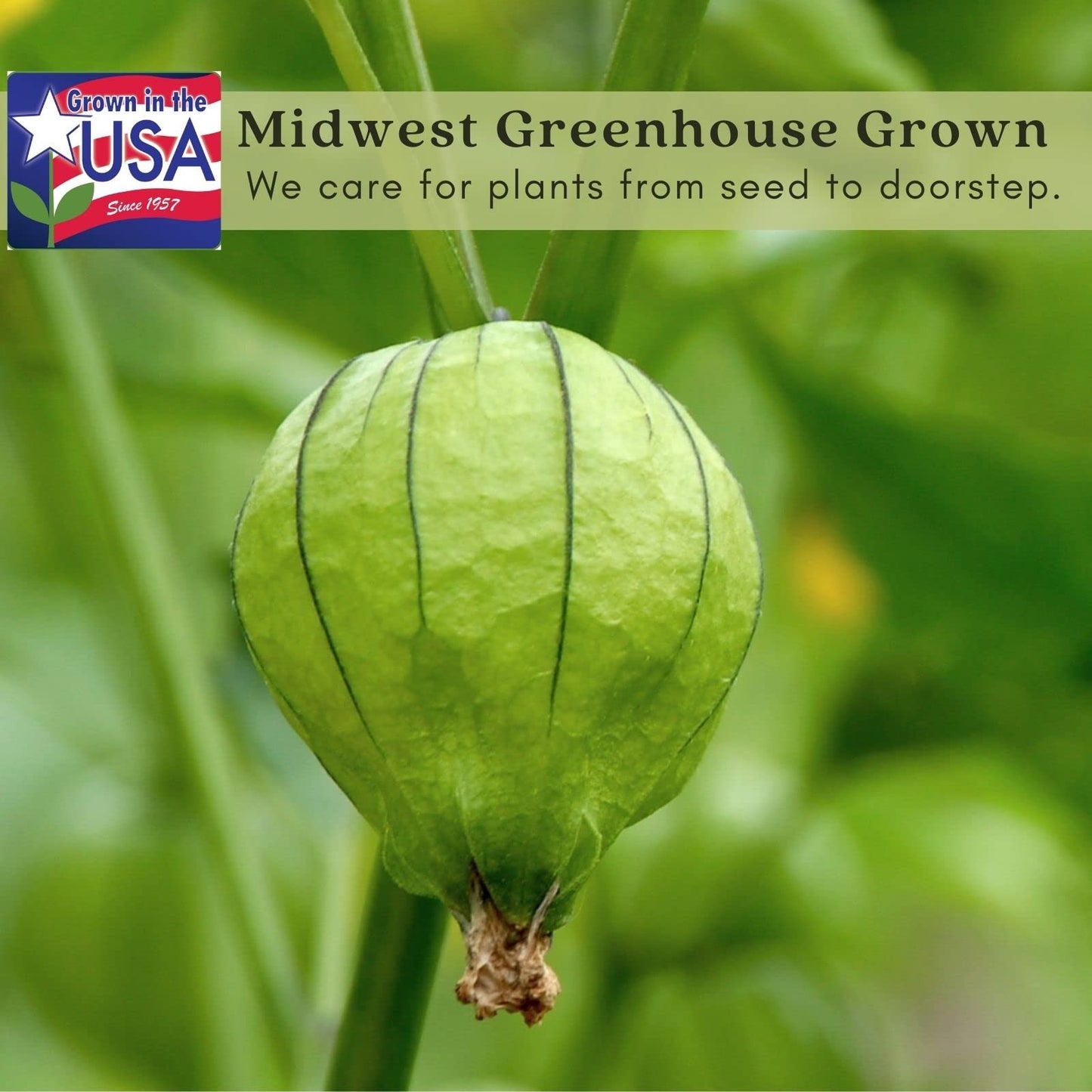 Clovers Garden Tomatillo Plants – Two (2) Live Plants – Non-GMO - Not Seeds - Each 4" to 8" Tall – in 4" Inch Pots – Must Have for Salsa Verde