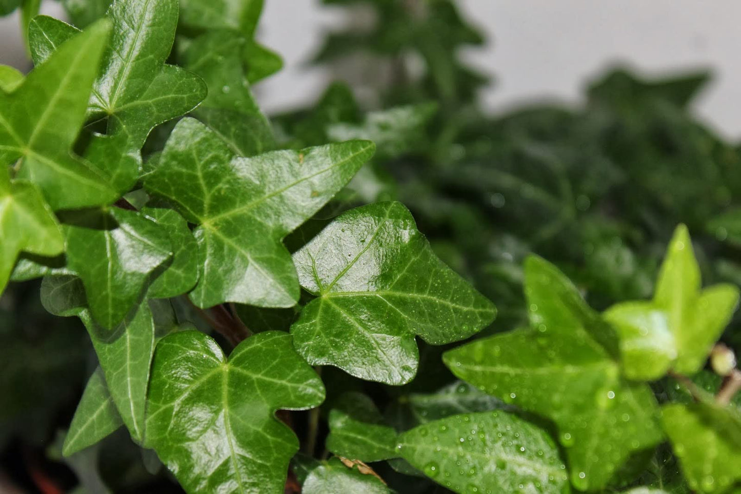 English Ivy Hoop - Live Plant in a 4 Inch Pot - Hedera Helix - Florist Quality - Beautiful Easy Care Indoor Air Purifying Topiary Houseplant Vine