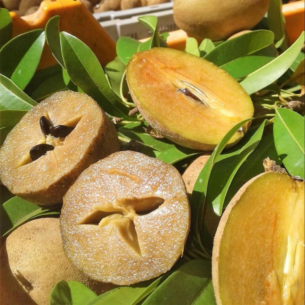 Sapodilla Tree Live Plant | Tropical Fruit Plant Outdoor | Alano Sapodilla Fruit Tree | 30-36 Inches Tall | Ready to Fruit Stage | 3 Gallon Pot | No Ship to CA,HI,AK
