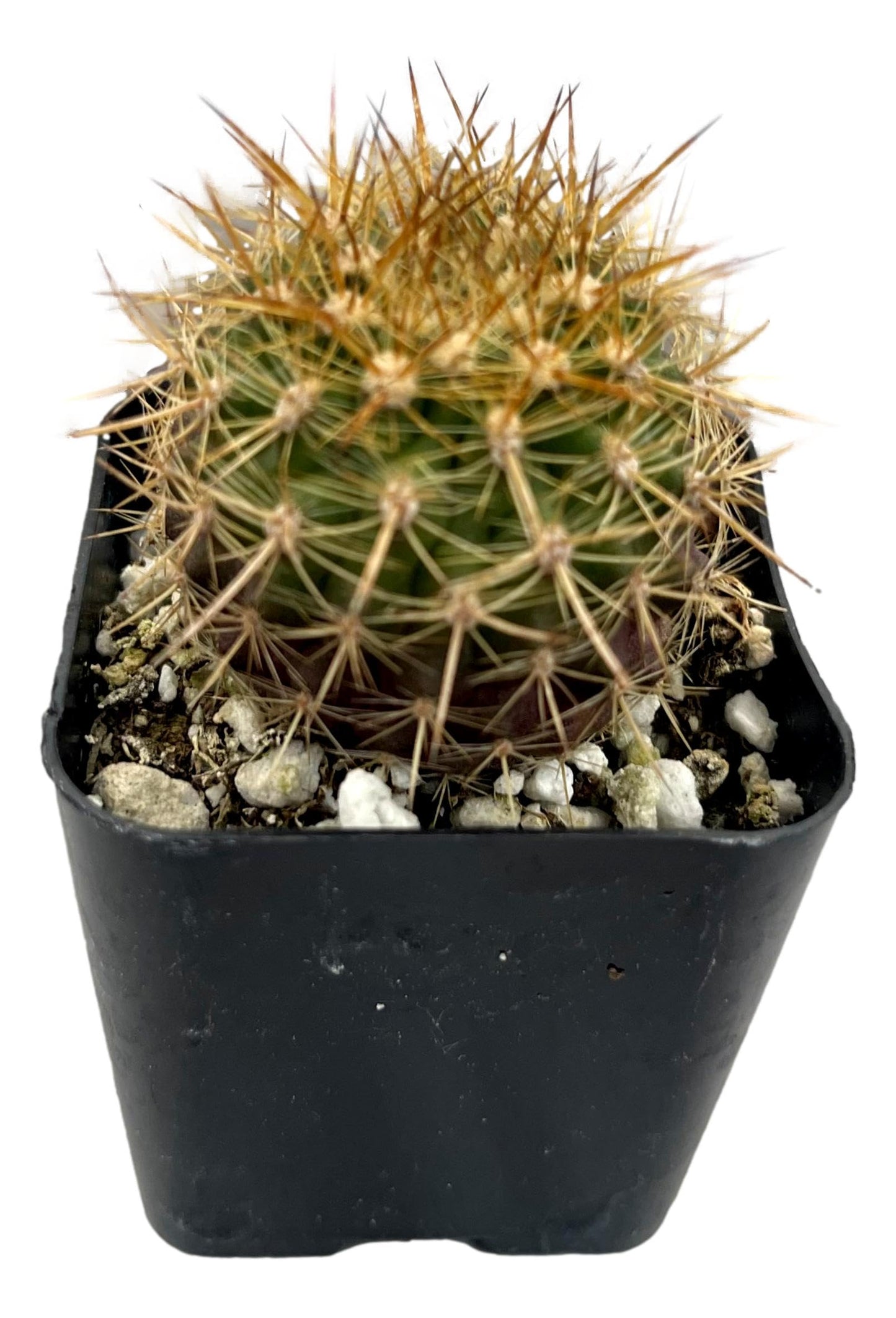 Fatplants Mini Cactus Plants Live Plants (4 Pack), Cactus Plant Indoor Live Plants, Cacti Plants Live Cactus Decor, Succulents Plants Live Houseplants, Mini Cactus Gifts in Cactus Soil Potting Mix