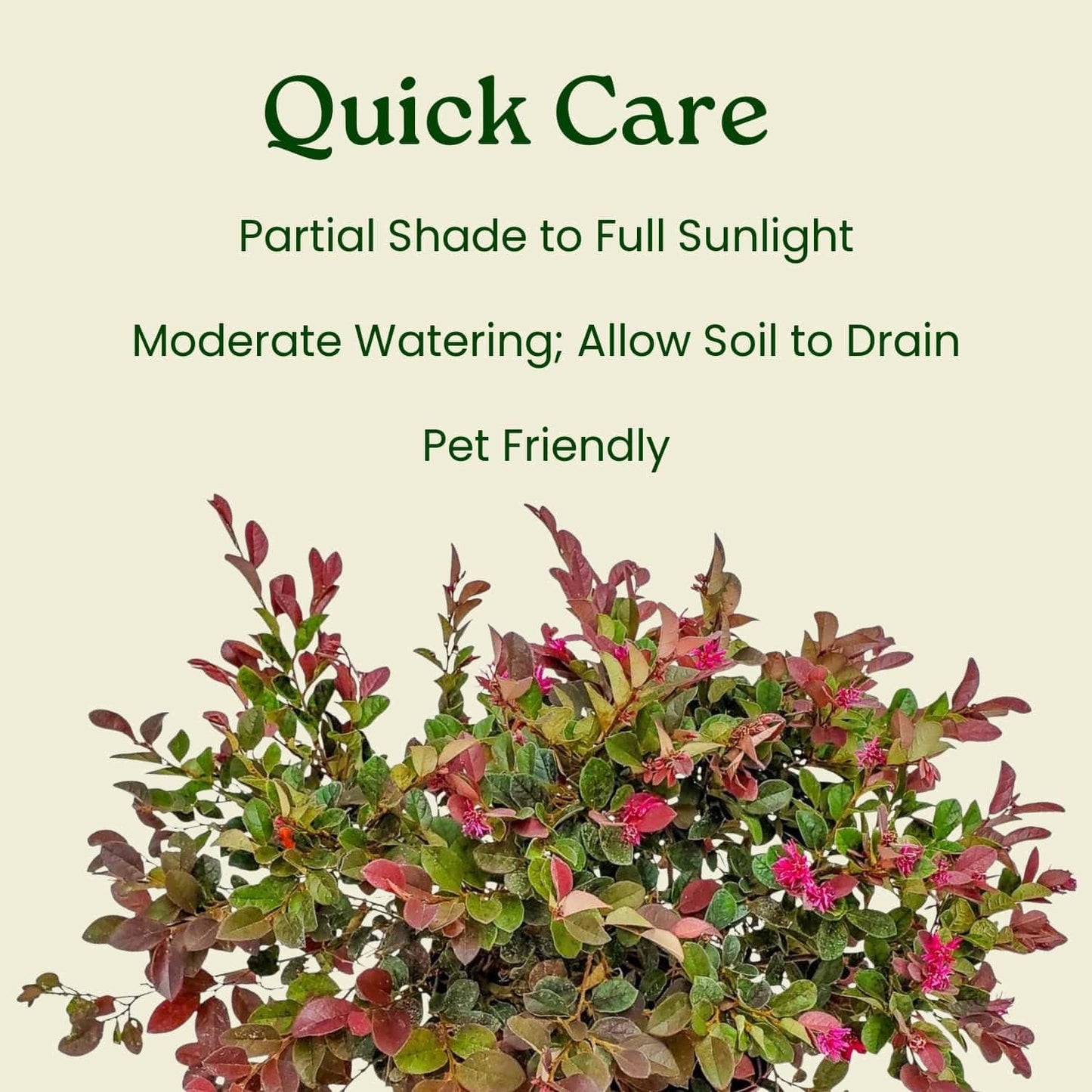 Loropetalum Plant - Plum Delight - Live Tropical Foliage Plant - Overall Height 20" to 24" - Tropical Plants of Florida (Plant Only)