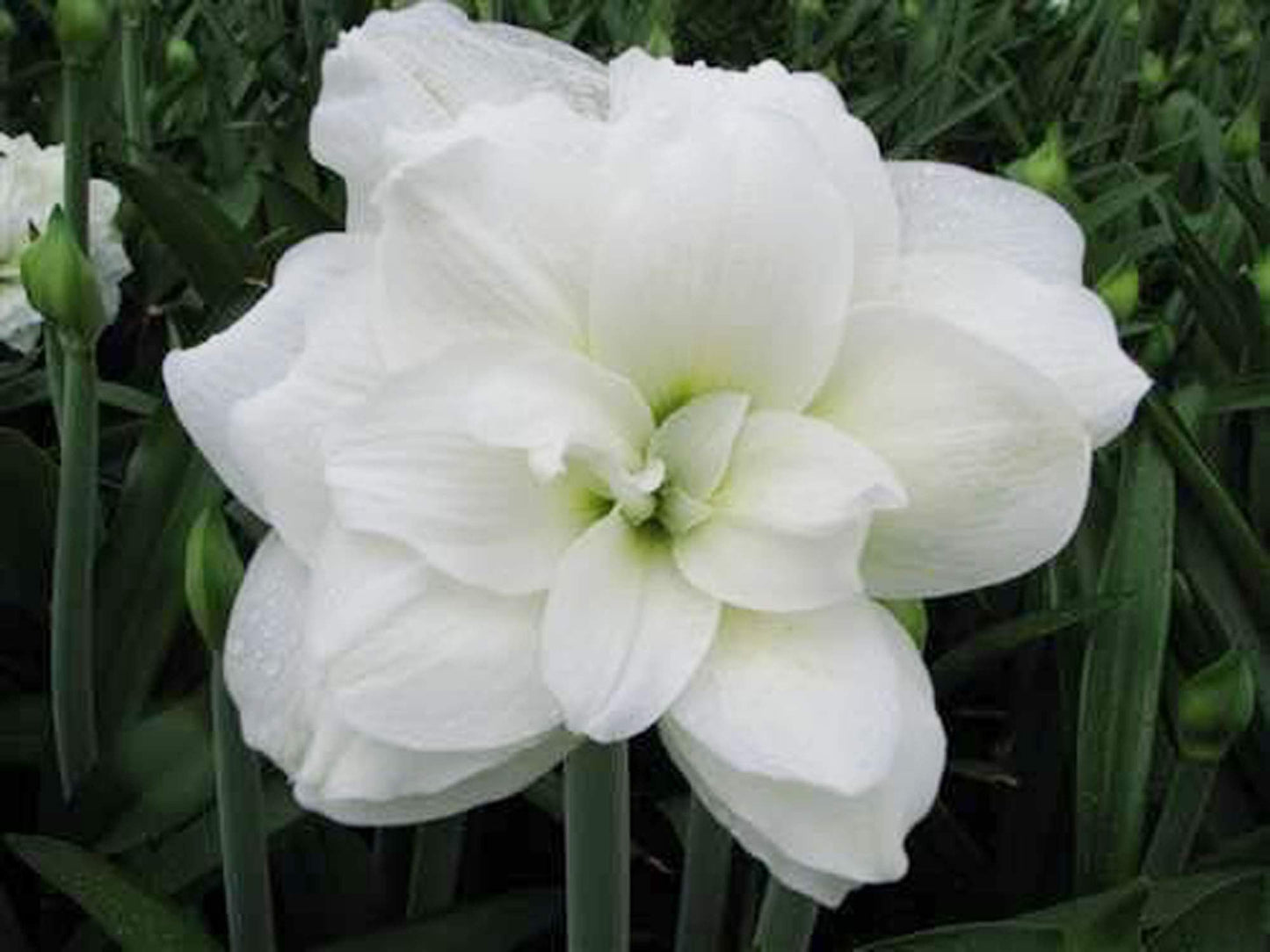 UtopiaSeeds Marquis Amaryllis Bulb - Double White Amaryllis - One Large Bulb