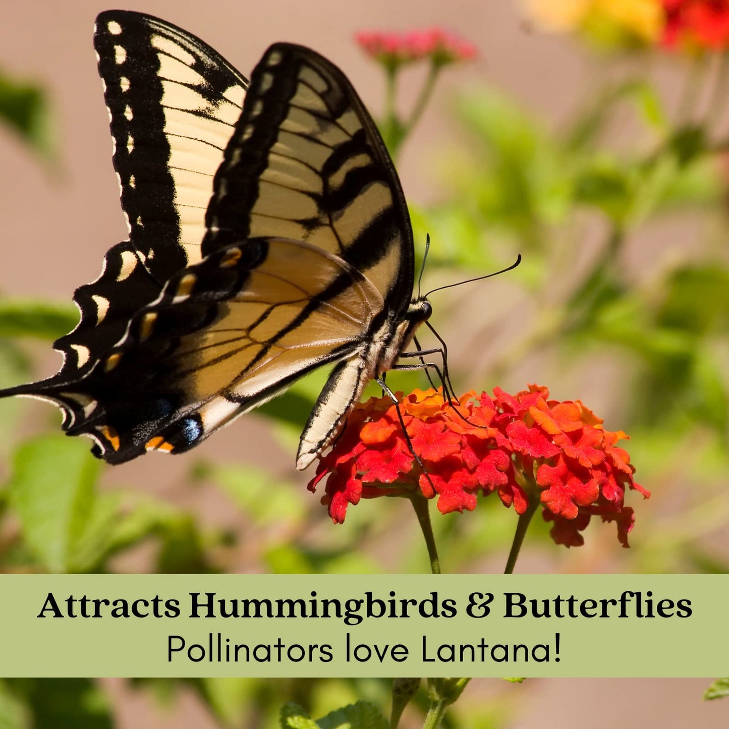 Clovers Garden Lantana Camara Flowers – Two (2) Live Plants Non-GMO Each Plant 4" to 8" Tall – in 4" Inch Pots - Natural Mosquito Garden - Attract Hummingbirds & Butterflies, Assorted Colors