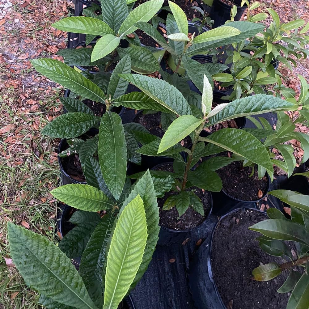 Loquat Fruit Tree 5-9" Tall, 4" Pot, Well-Rooted Loquat Plant for Garden and Orchard Planting