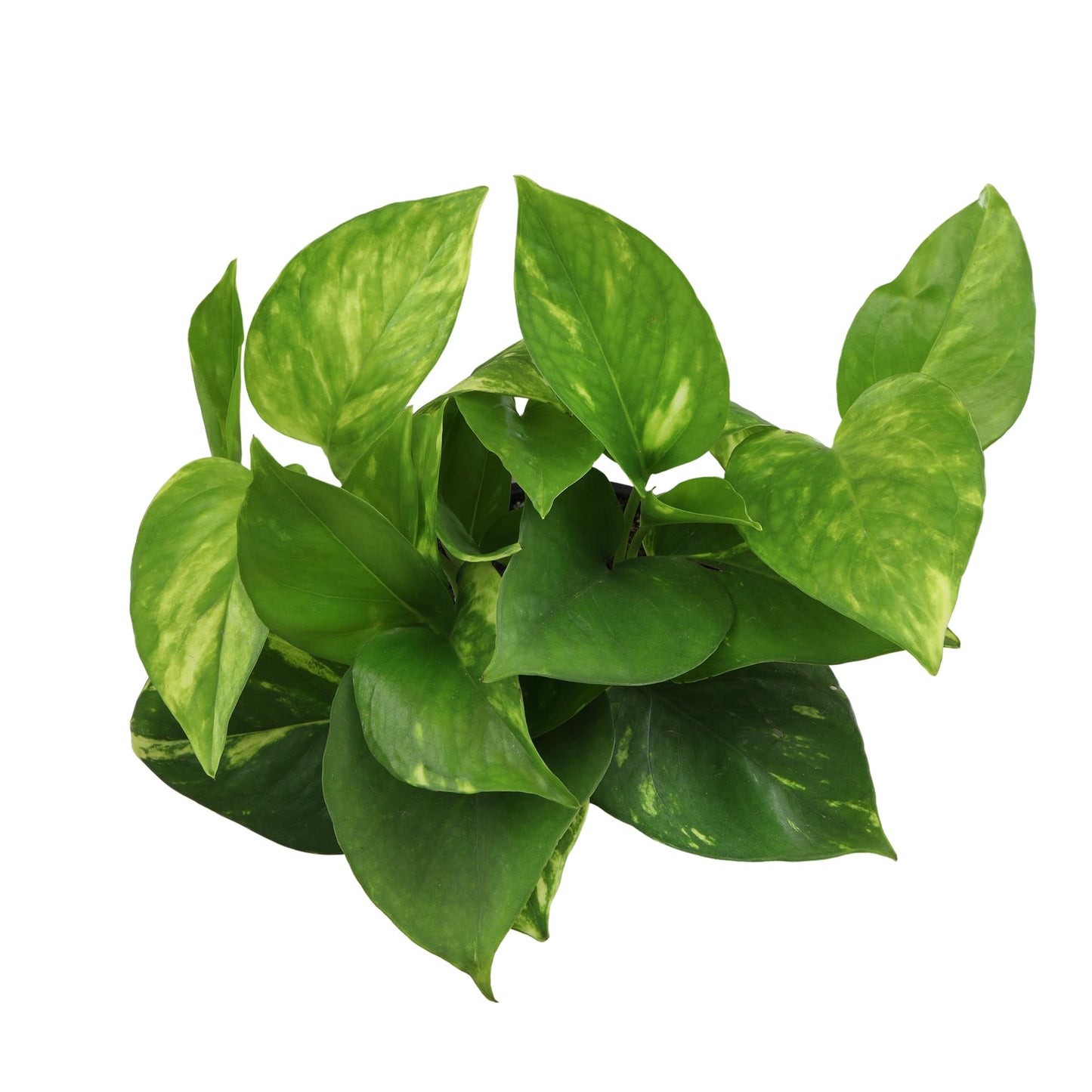 Altman Plants Golden Pothos Live Plant Decor, Real Pothos Plant with 4 Inch White Plastic Plant Pot, Desk Plant & Office Plant, Plant Gift, Easy to Grow House Plant in Indoor Plant Potting Soil Mix