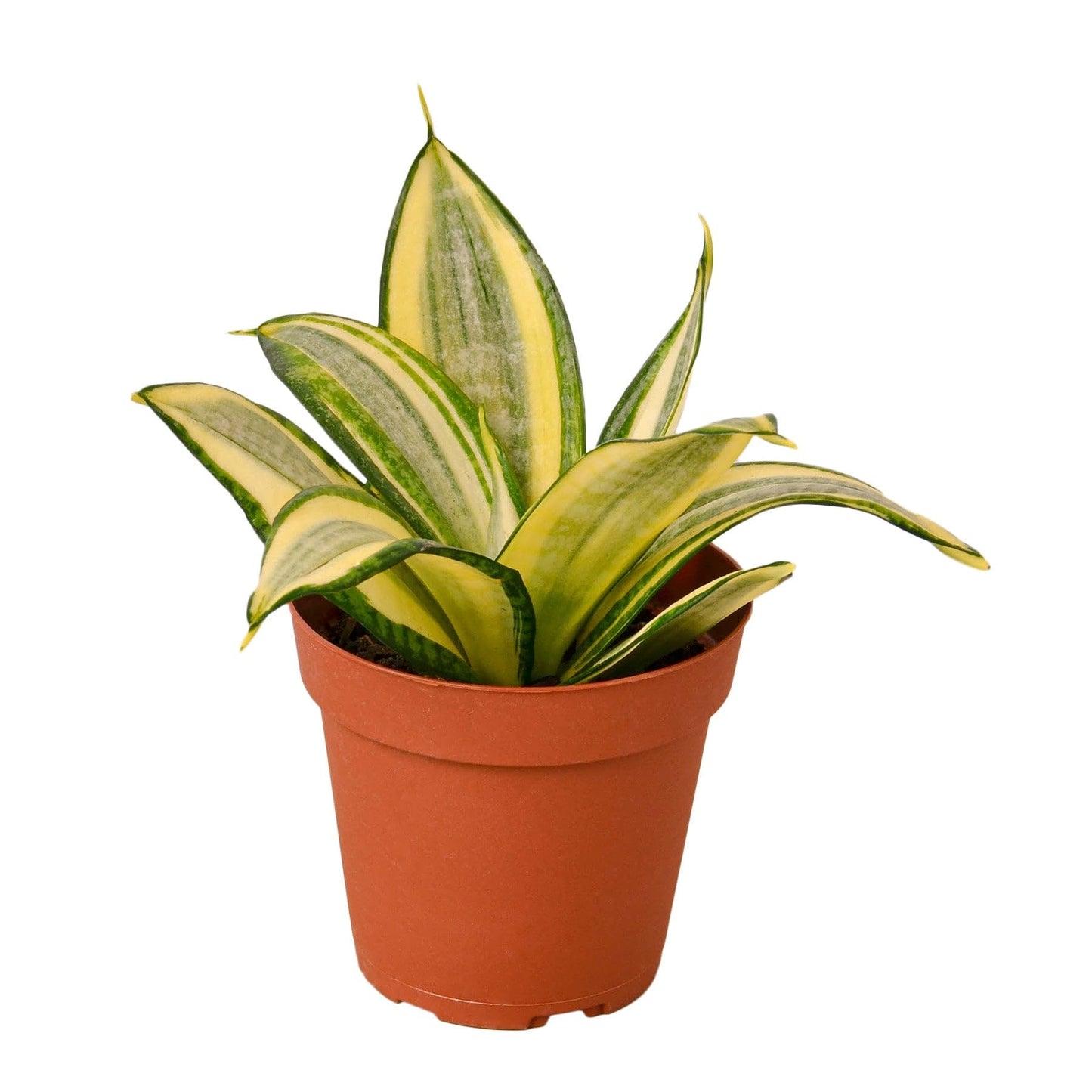 Snake Plant Gold Hahnii | Live Plant for Indoor & Outdoor | for Living Room, Office, Bathroom | (4" Pot)