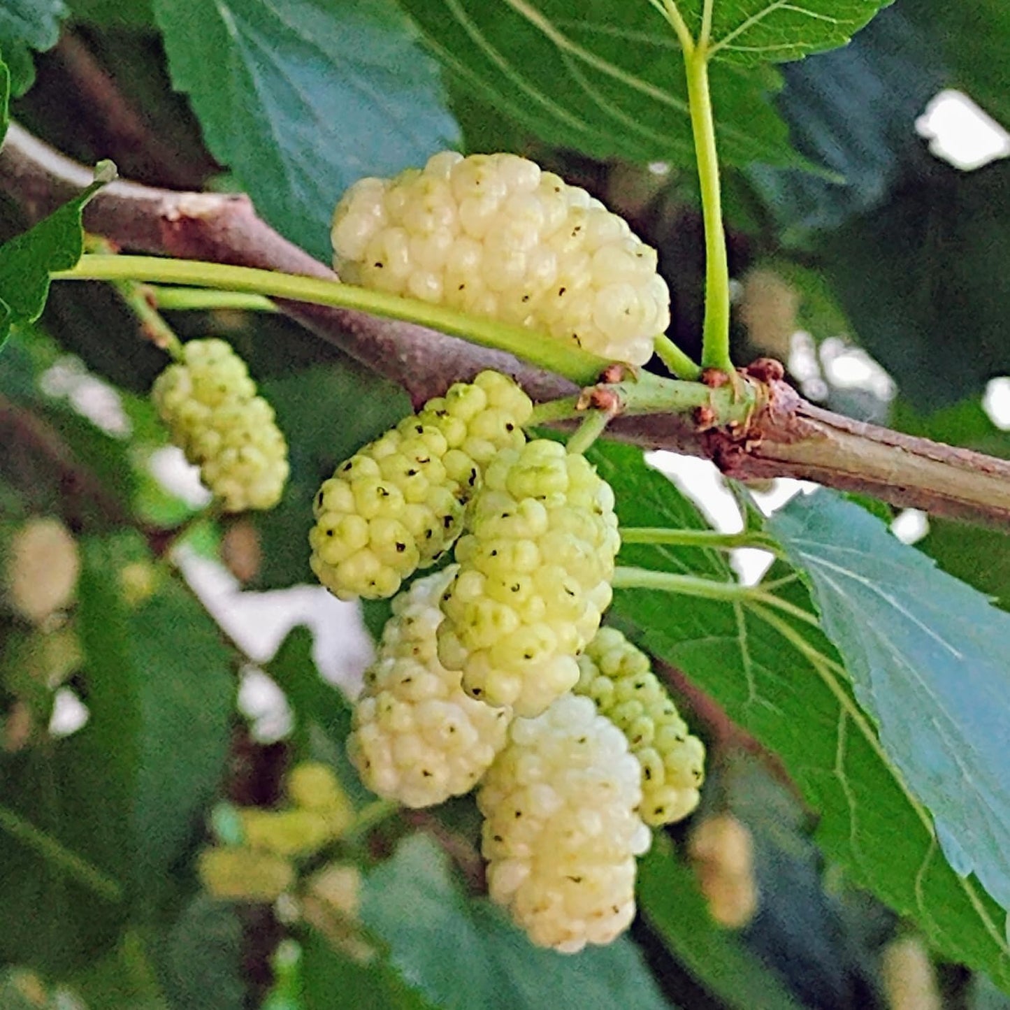 White Mulberry Plant - 10-18" Tall Live Plant - Sweet Mulberry Fruit Tree for Planting - Edible Berries Seedling - Murus Alba