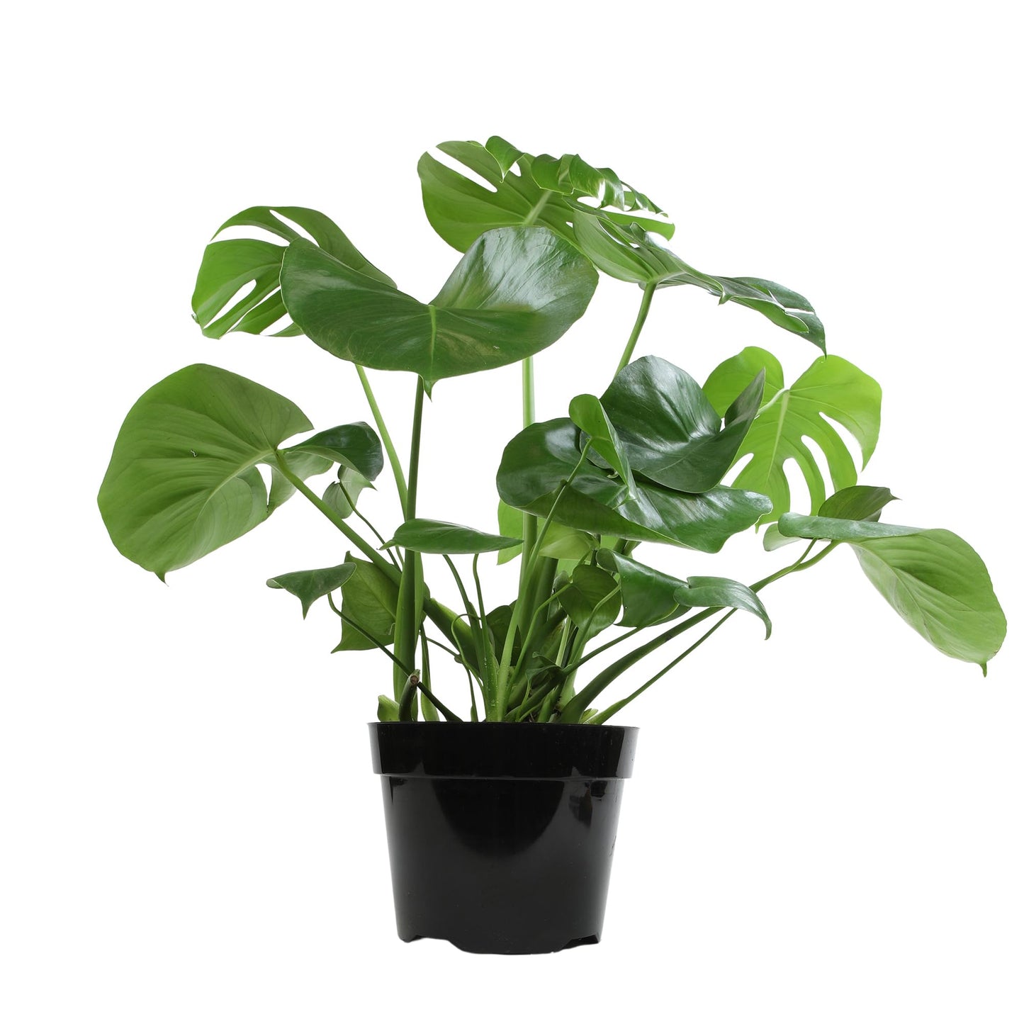 Monstera Deliciosa Live Plant (Approx. 2 ft Tall) in 8IN Grower Pot, Air Purifying Plants Indoor Plants Live Houseplants, Monstera Plant Live Plants Indoor House Plants by Plants for Pets