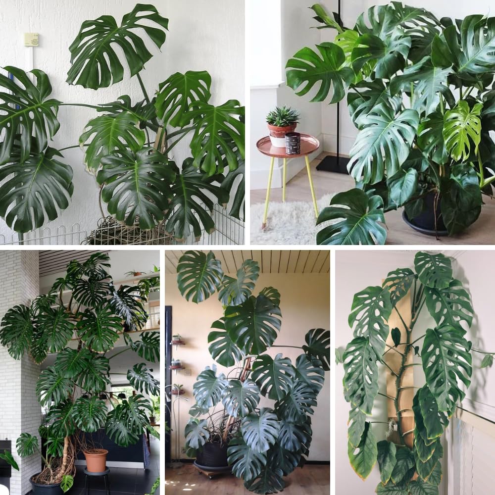 Philodendron Plant Live, Rare Tropical Variegated Live Indoor Houseplant, Starter Plants No Pot, 5-9" in Tall (Monstera Deliciosa)