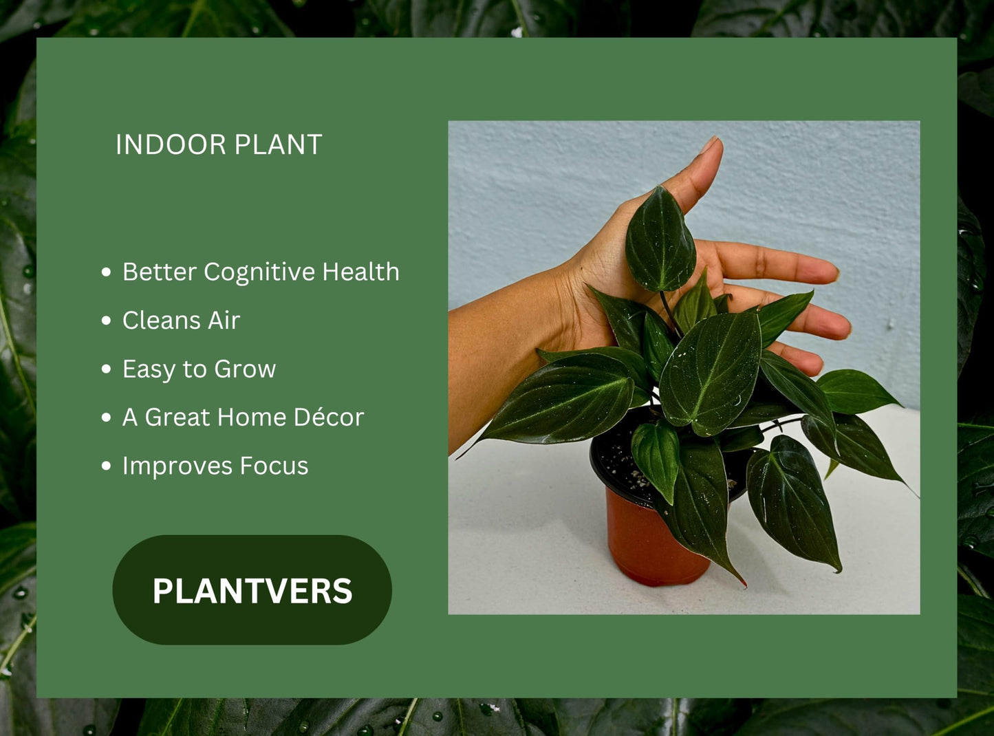 PLANTVERS Philodendron Micans in a 3" Grow Pot | Velvet Leaf Trailing Vine | Tropical Indoor Plant | Easy-Care Houseplant