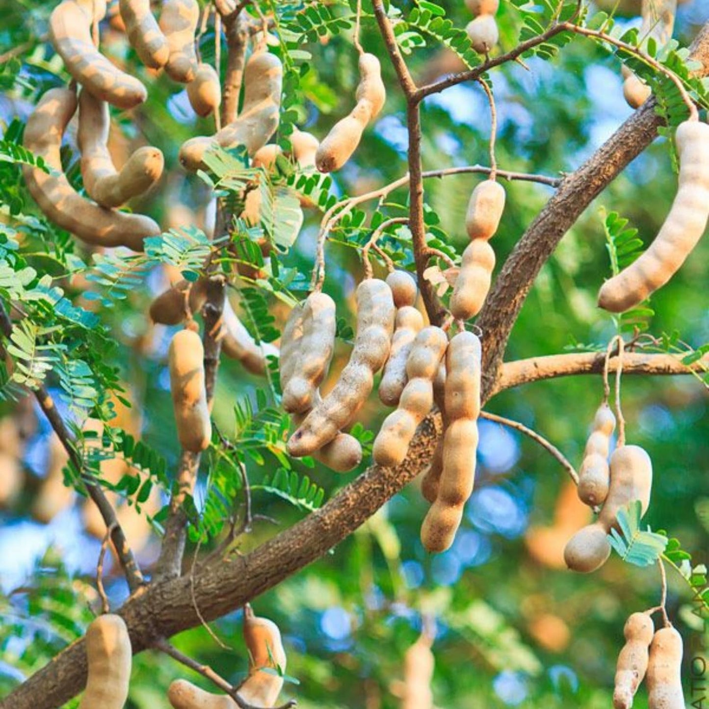 Tamarind Tree Live Plant, Edible Fruit Tree, 4 Inches Pot, Tamarind Plant Outdoor Garden