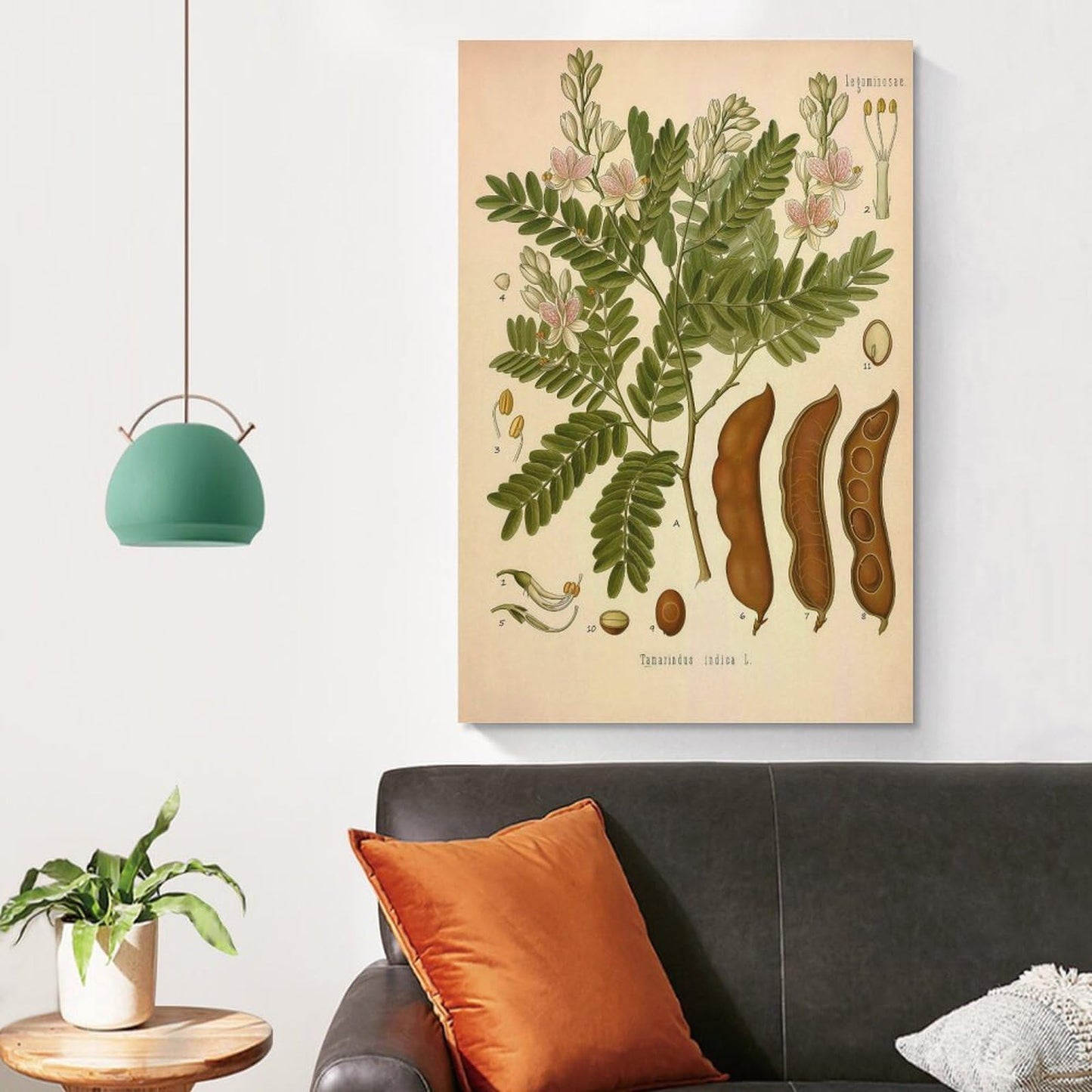 Tamarind Tree Plant Knowledge Poster Canvas Wall Art Posters For Room Aesthetic And Decor Poster For Bedroom Living Room Bathroom Kitchen Office Decor 24x36inch(60x90cm) Unframe-style