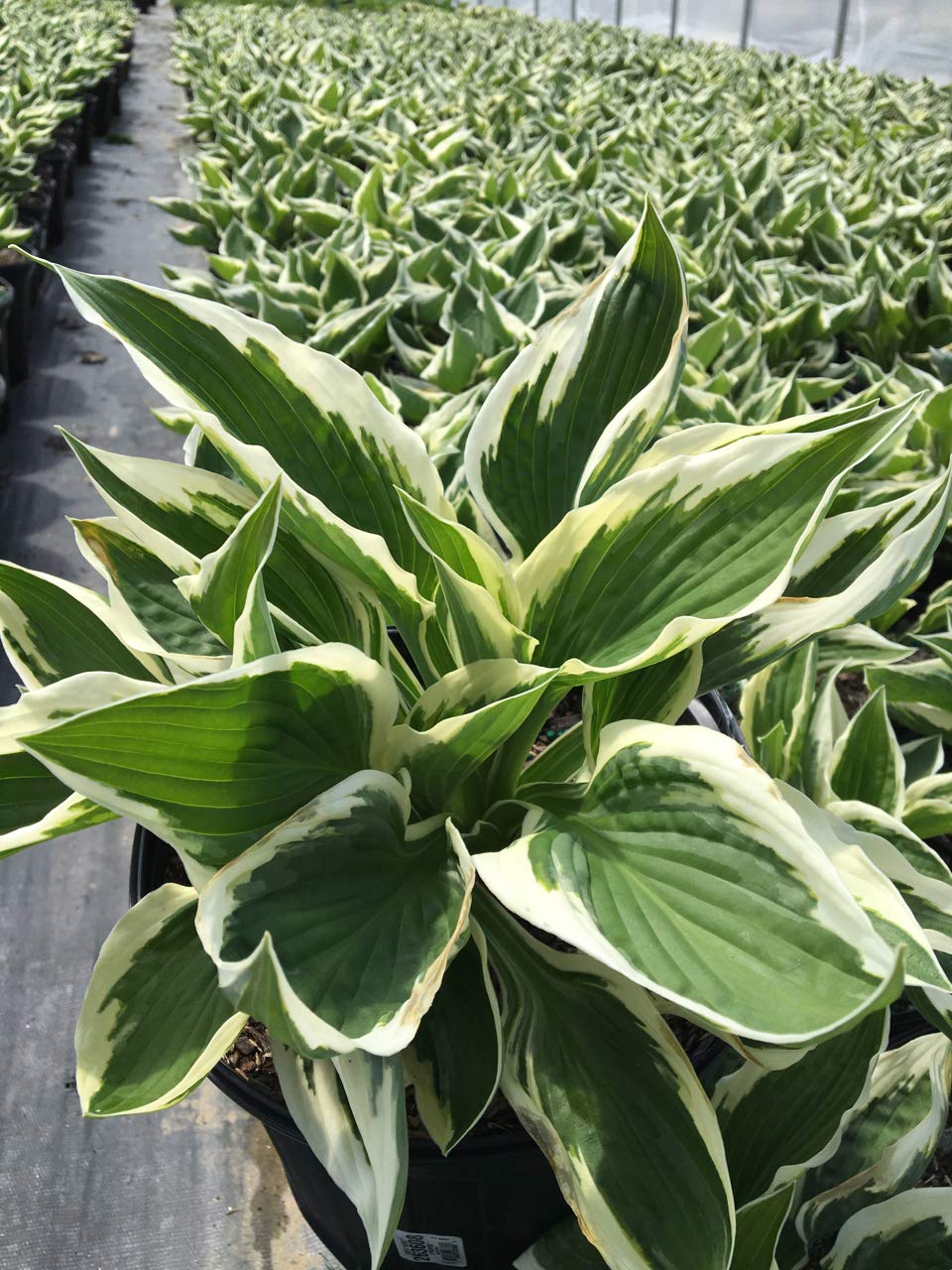 Hosta 'Patriot' (Hosta) Perennial, 1 - Size Container