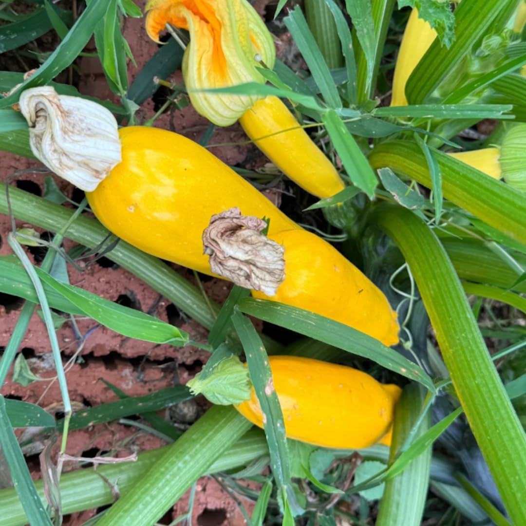 4 Yellow Squash Plants Live in 4 Inch Pot, Squash Live Plants, Zucchini Plants Live