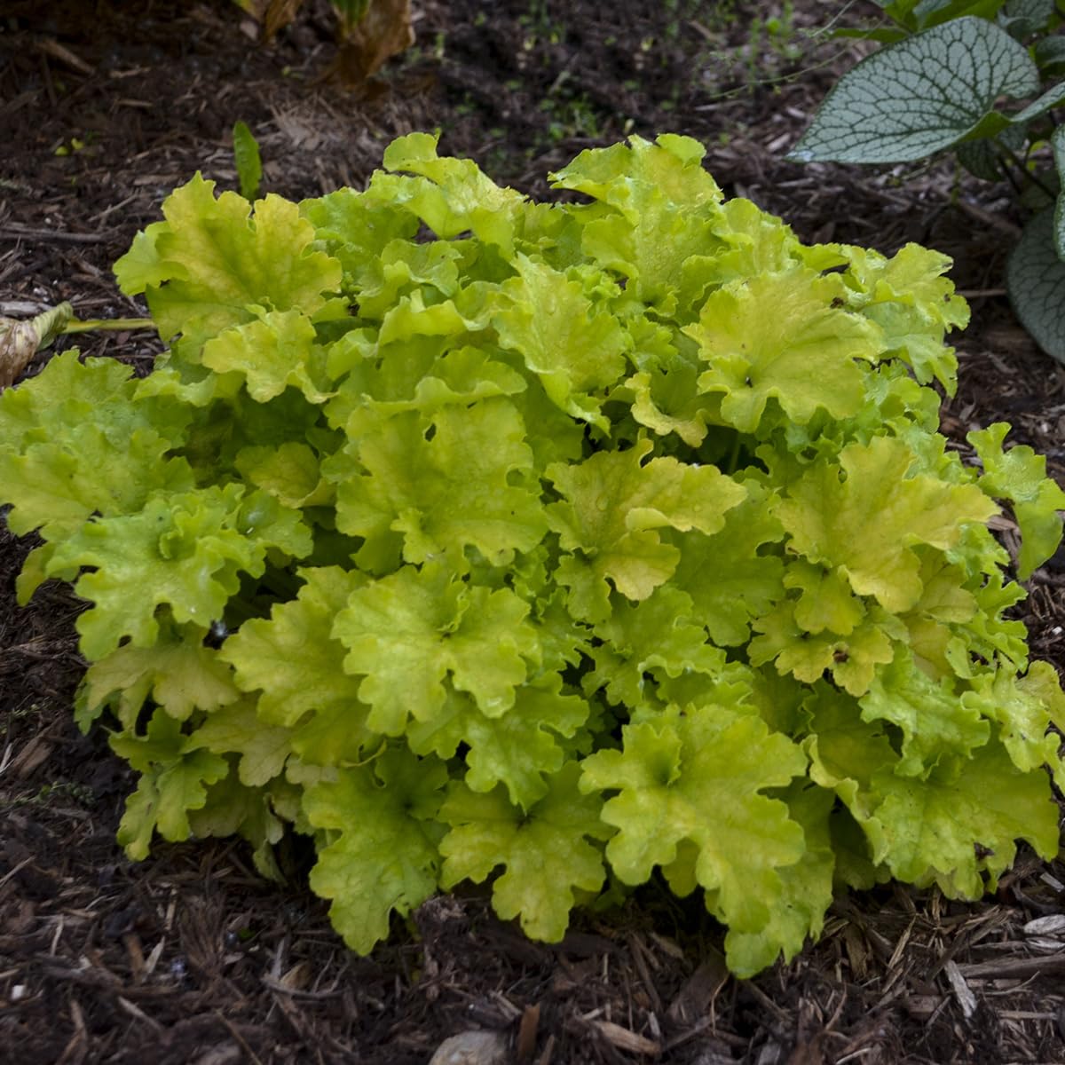 Live Plant from Green Promise Farms - Proven Winners, Heuchera Dolce 'Apple Twist' Coral Bells, Lime Green Foliage Flowers - #1 Gallon Size Container