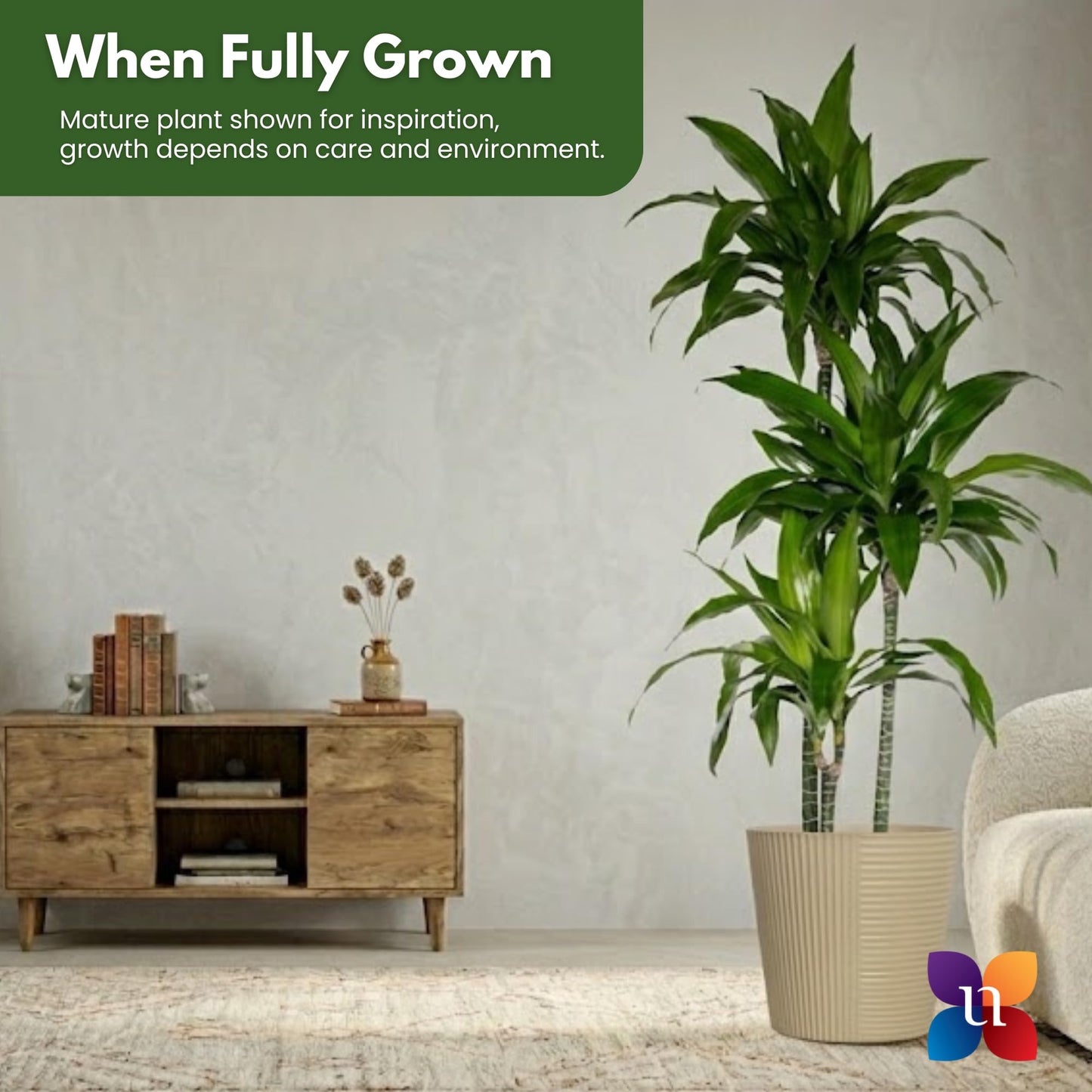 Dracaena Janet Craig Live Plant, 38–42 inches Tall in 10 inch Pot, Low Light Tropical Indoor Tree, Easy Care Air Purifier Plant for Home, Office and Interior Decor by United Nursery