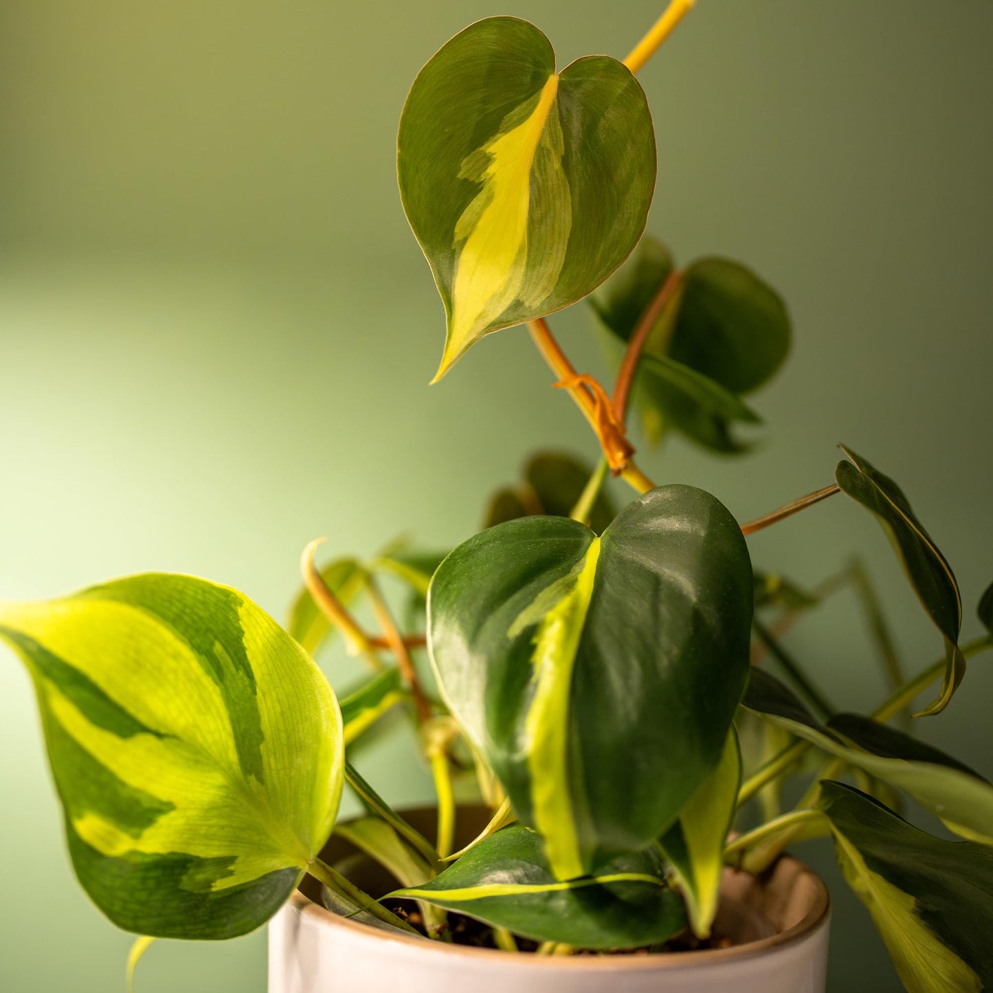 Brasil' Philodendron Plant Hanging Basket, 6" Pot, Live Philodendron Air Purifying Plants Indoor House Plants, Heart Leaf Philodendron Hanger Decor, Easy Care Real Plants by Plants for Pets