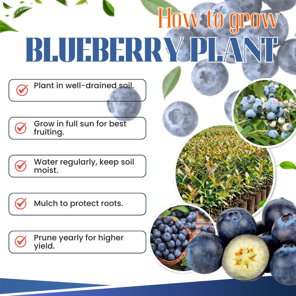1 Blueberry Bush Live Plant, Blueberry Plant Live for Planting Outdoor, 5-9 Inch Blueberry Fruit Trees, No Pot (Emerald Blueberry)