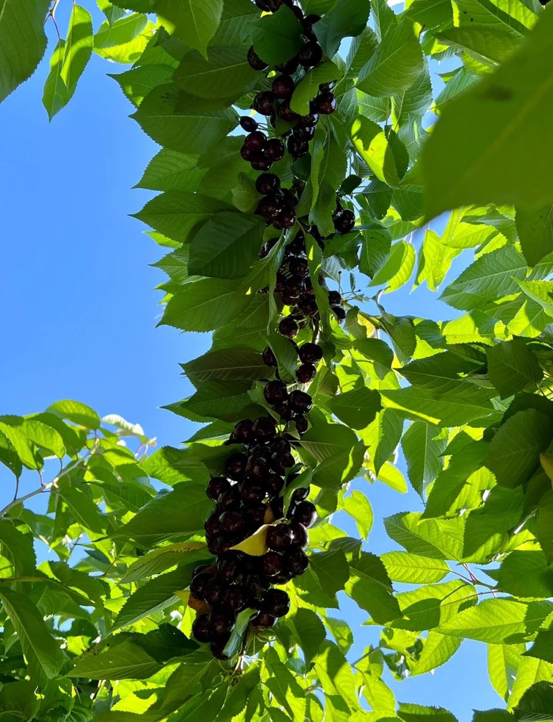40 Pcs Black Cherry Tree Seeds, Fruit Tree Seeds for Planting, Prunus Serotina Dwarf Cherry Tree with Edible Black Cherries Non-GMO Fruit Seeds for Planting