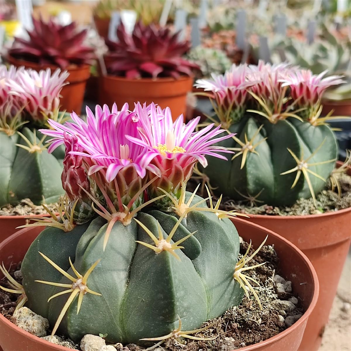 Candy Barrel Cactus (Fercactus Macrodiscus) - Extra Large - Live Plant - Striking Purple-Striped Flowers - Attracts Pollinators
