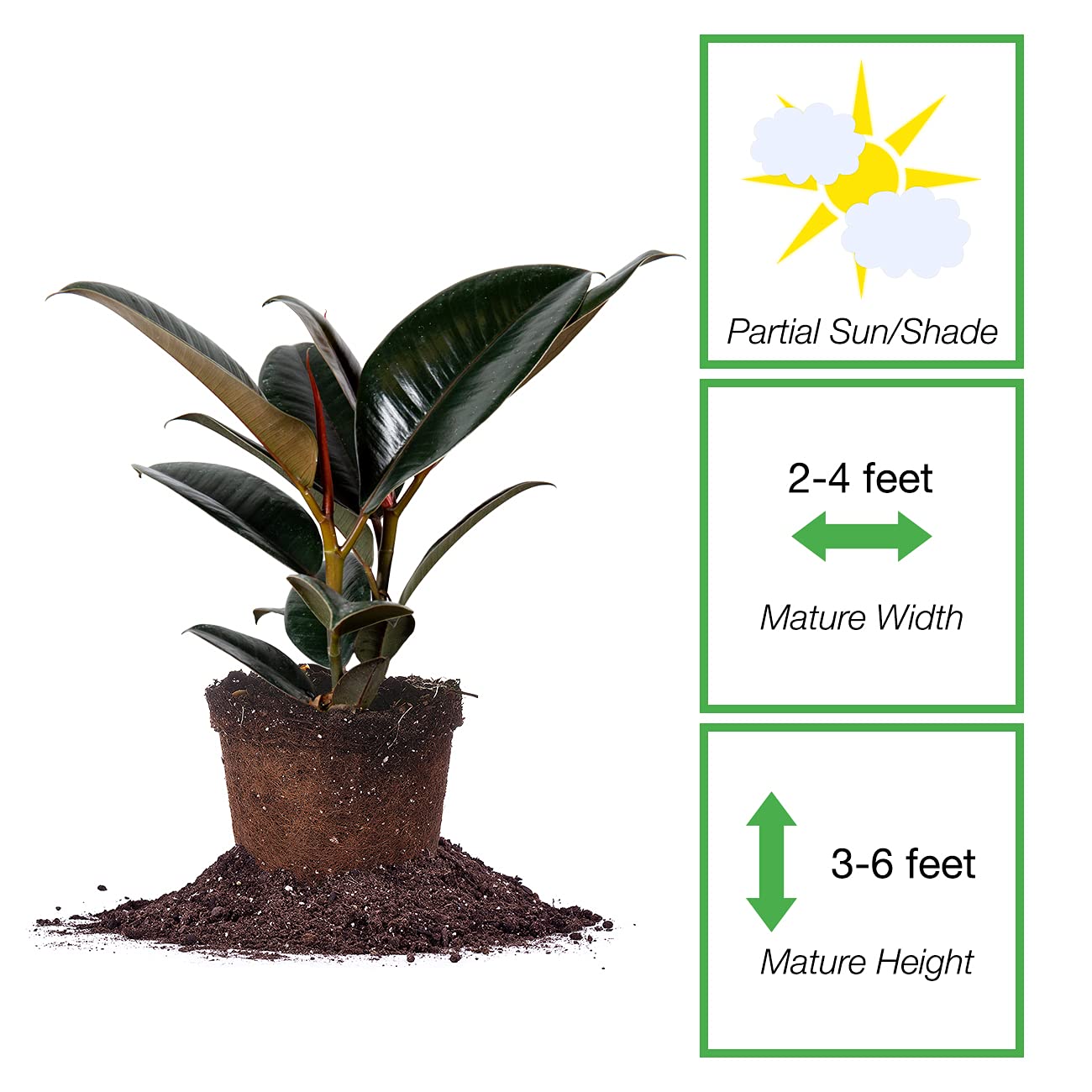 Perfect Plants Rubber Plant Ficus Elastica 'Burgundy' in 6in. Grower's Pot, Live Indoor Houseplant Unique Home Décor