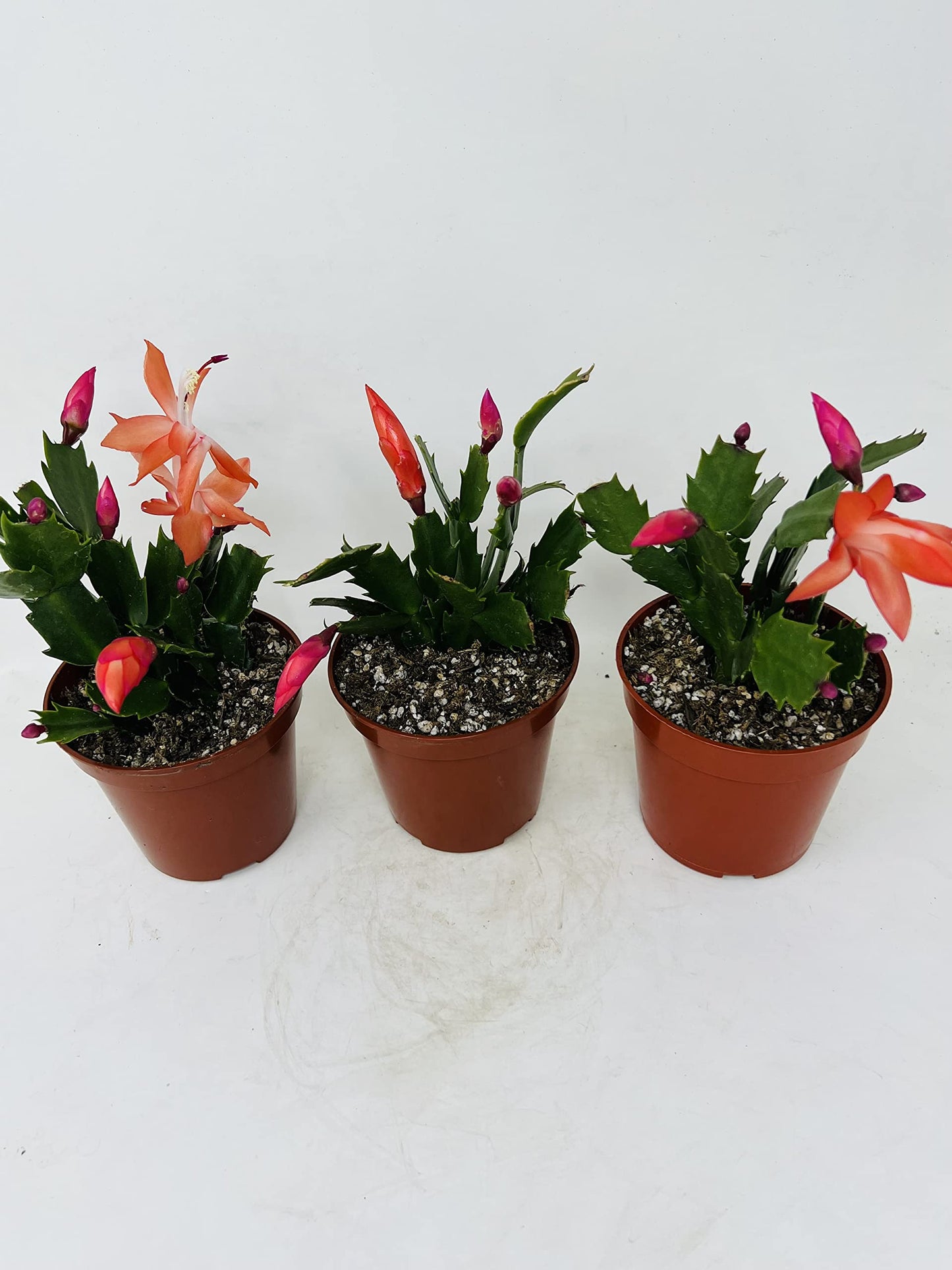Three Christmas Cactus Red Bloom- 4" Pot- Zygocactus Plants