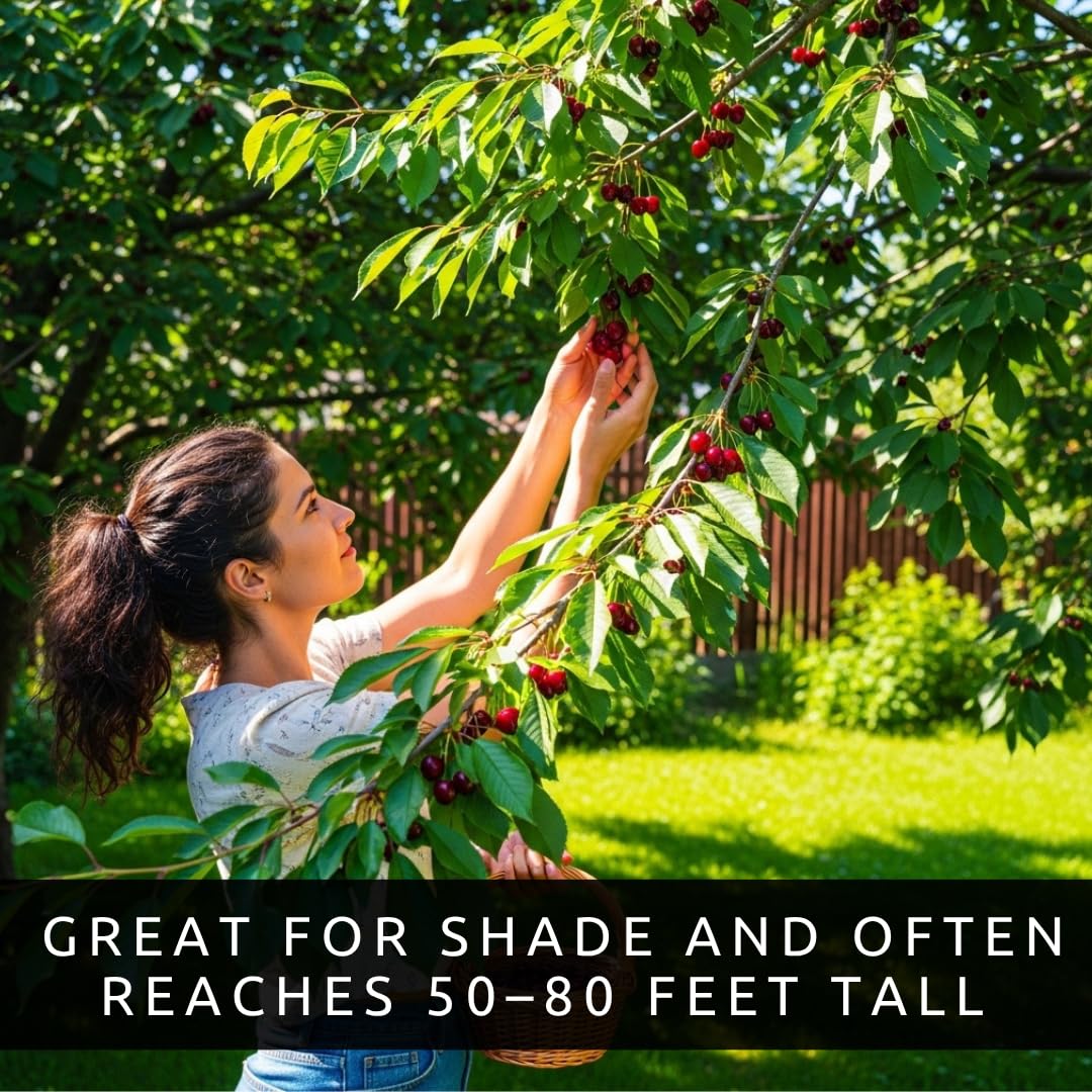 Black Cherry Tree Live Plants 1–2 Ft Tall (Prunus serotina) – Fast Growing Native Fruit Tree – Edible Cherry, Wildlife Habitat & Backyard Orchard Starter Tree (2 Plants)