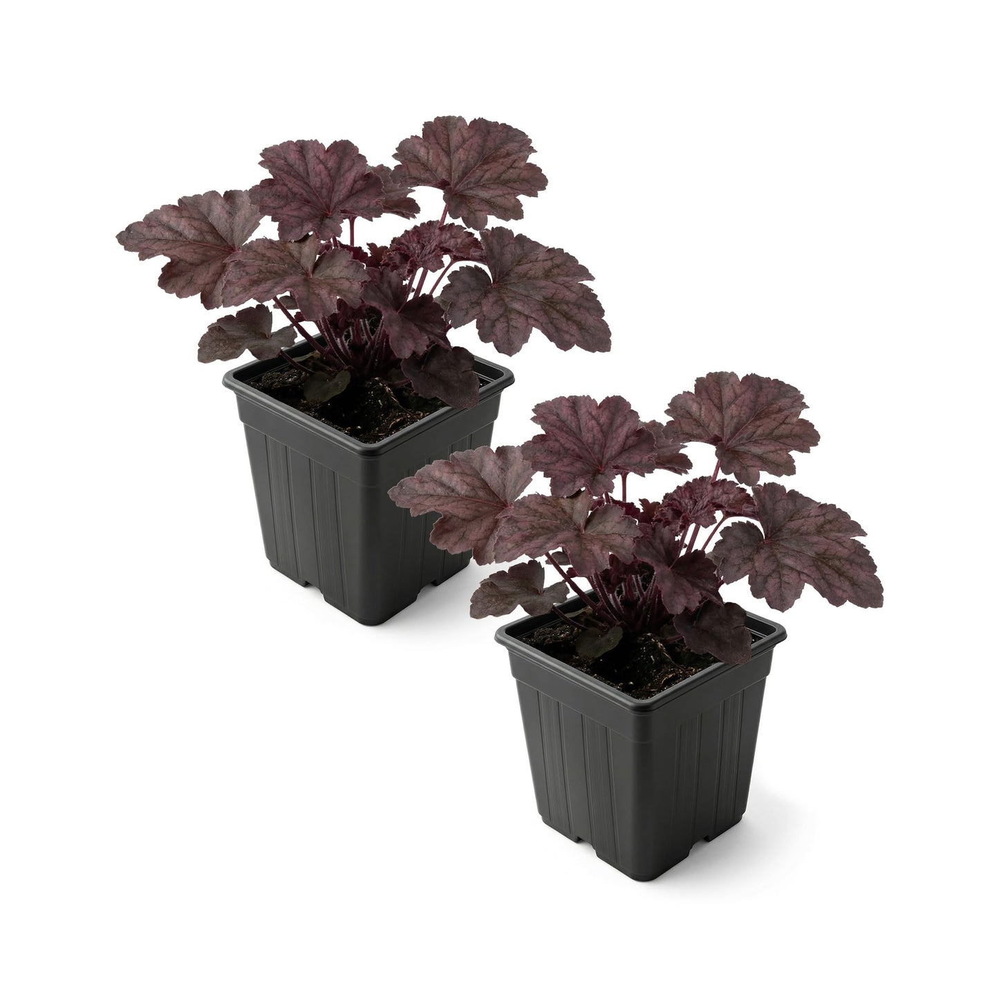 Live Heuchera Coral Bells 2-Pack – Palace Purple – Shade Perennial Foliage Plant, 10” Tall, 1 Qt Pot