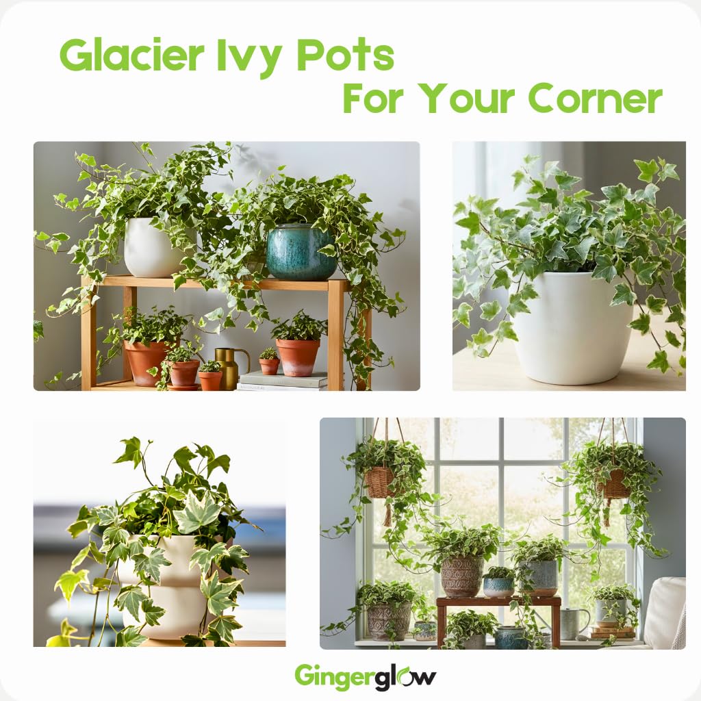 Glacier English Ivy Plant Live in 6 Inch Pot | English Ivy Plants | Trailing Plant & Climbing Ivy | Easy Care Houseplant for Pots, Shelves & Small Spaces