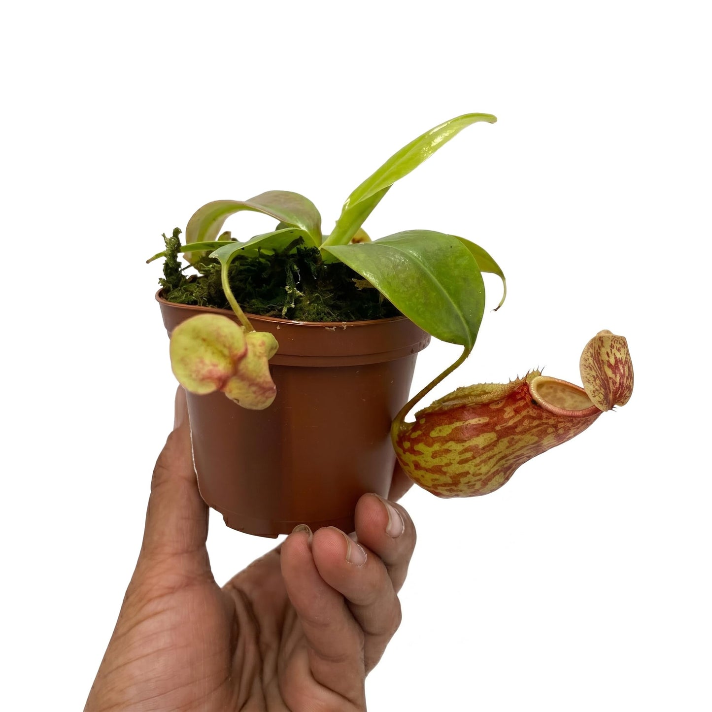 Live Nepenthes 'St Gaya' Carniverous Plant - 'St Gaya Tropical Pitcher Plant' - ragnaroc Carniverous Tropical Plant in 4" Growers Pot - 1ct - Live Arrival Guaranteed - House Plants for Décor & Gift