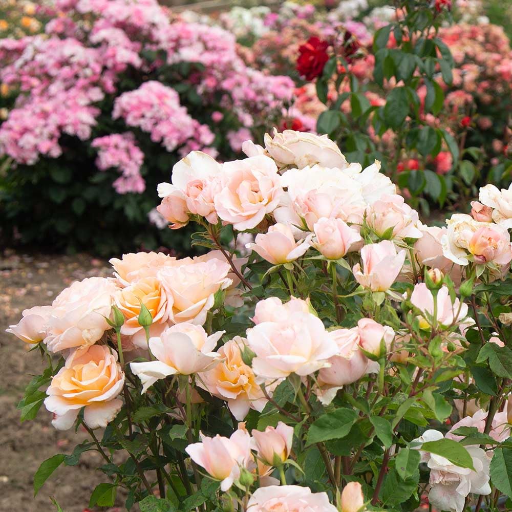 Heirloom Roses Fragrant Rose Bush - Desirée™ Live Potted Orange Rose Plant for Outdoor Planting
