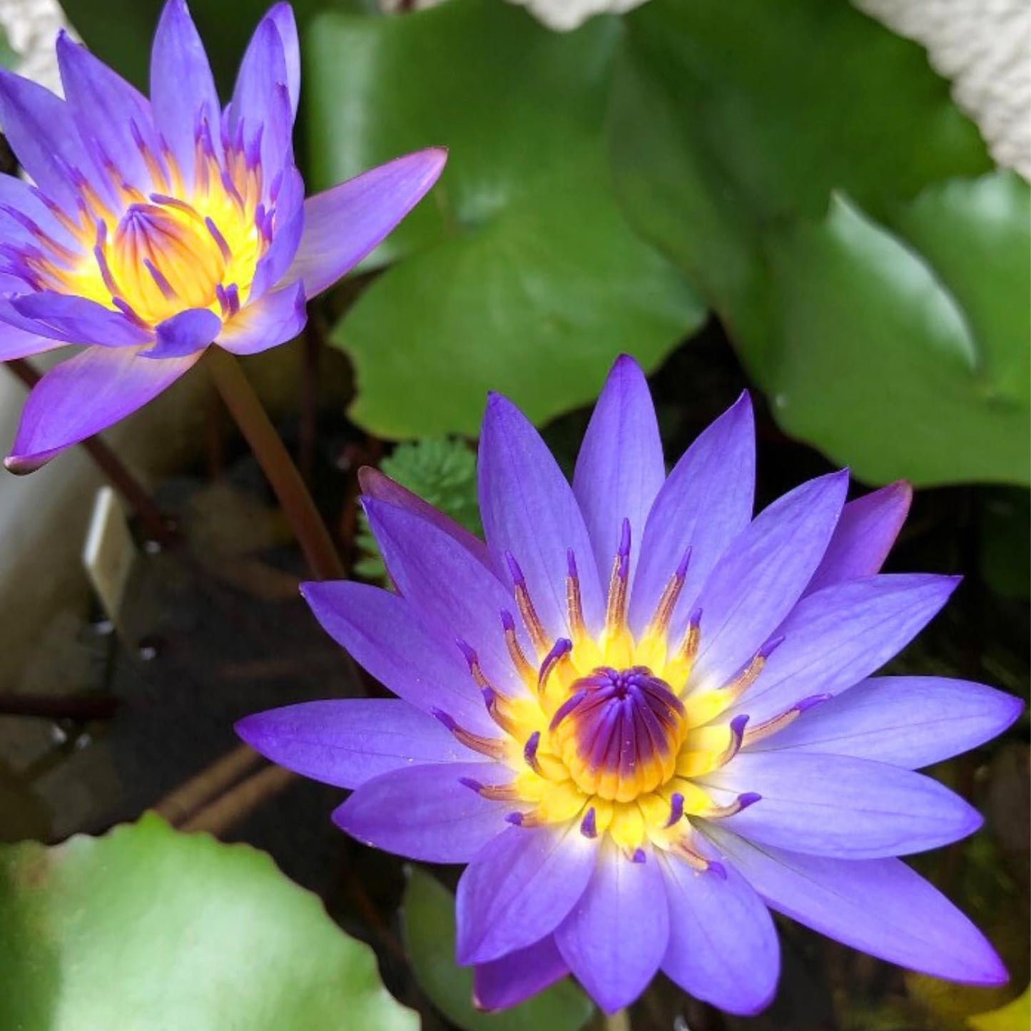 4 Pack Pre-Grown Hardy Waterliy Live Tuber in Yellow, Red, Blue Flower for Indoor-Outdoor Pond Decoration