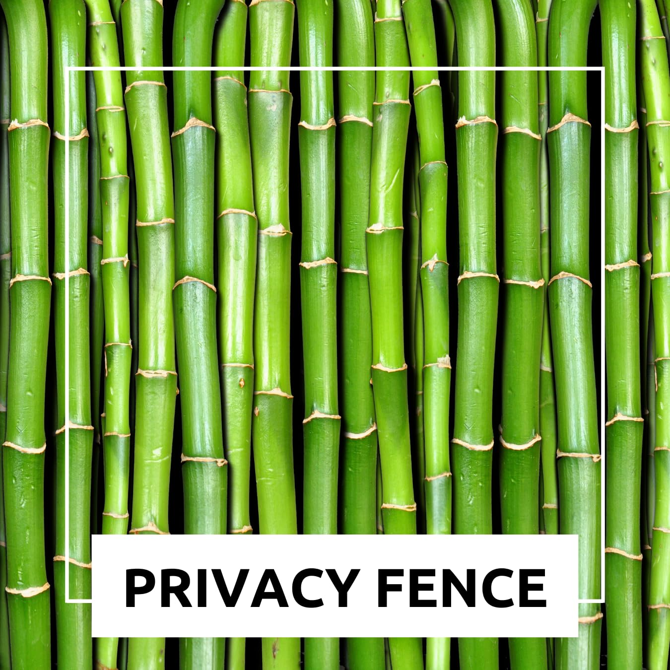 500+ Fresh Giant Bamboo Seeds for Planting - Quick Growth and Winter Hardy Privacy Screen, Good for Environment