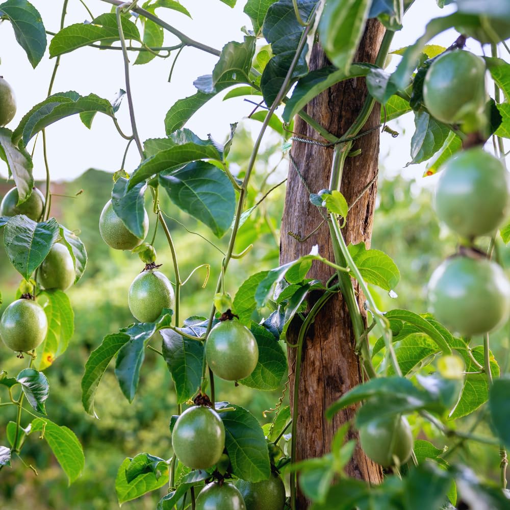 Set 2 Purple Passion Fruit Plants Live, Passionfruit Live Plant, 4'' Tall