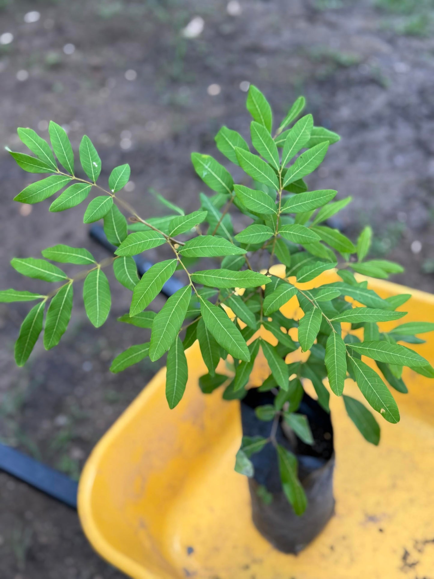 Grafted Longan (Dimocarpus Longan.) Dragon Eye Live Fruit Tree 2-3ft