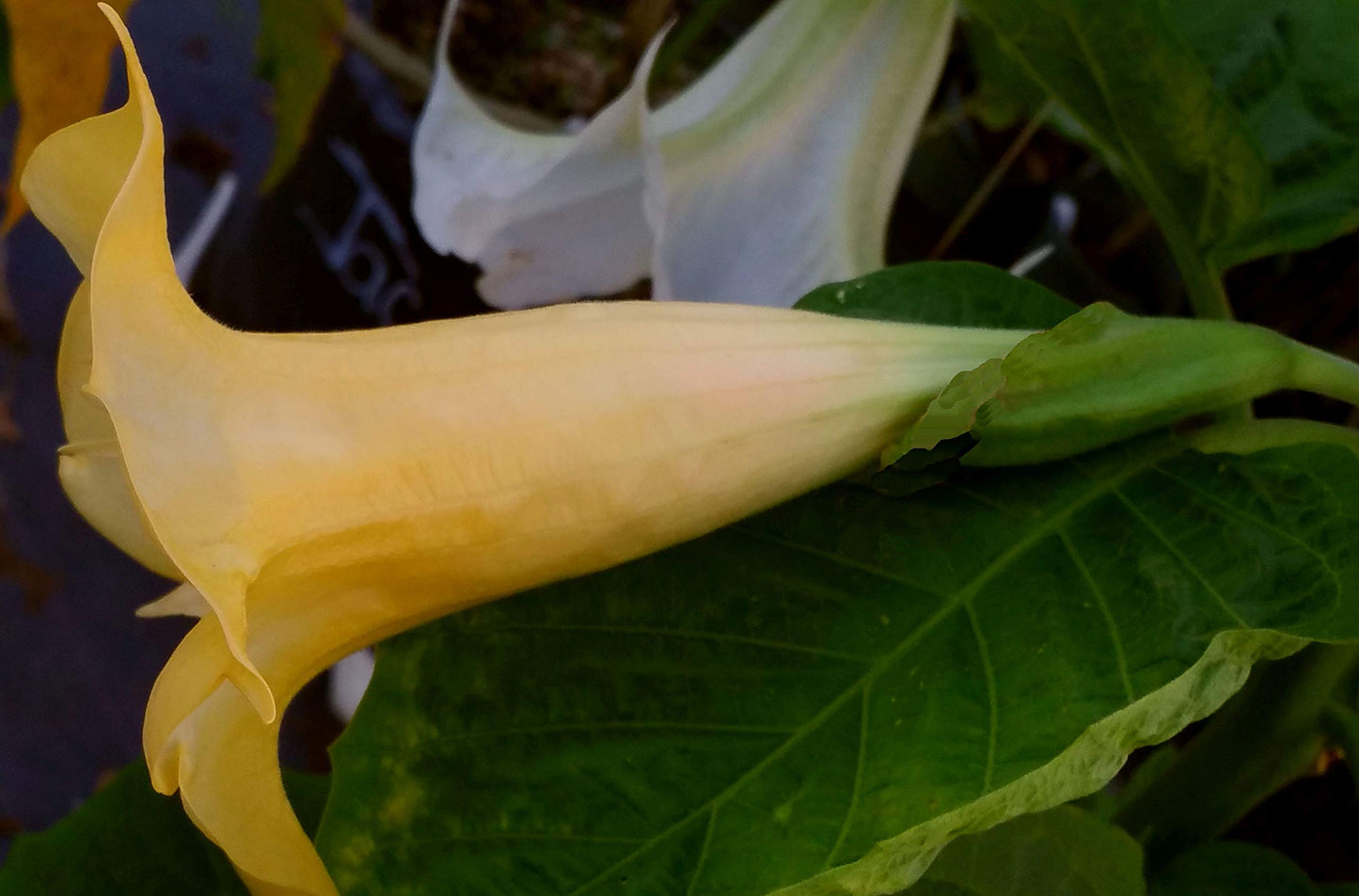 Angels Gold Face Brugmansia Live Plant Unusual Fragrant Golden Yellow Apricot Double Trumpet Flowers Starter Size 4 Inch Pot