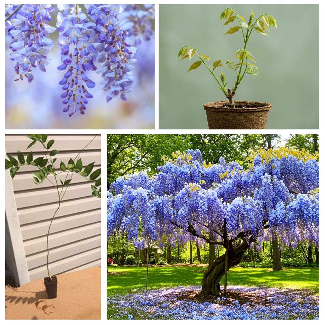 Beautiful Blue Moon Wisteria, Vine Plant, Attracts Hummingbirds, Potted Plant Fragrant Flowrs, in Dormancy (1-2 Feet). not for Sale California