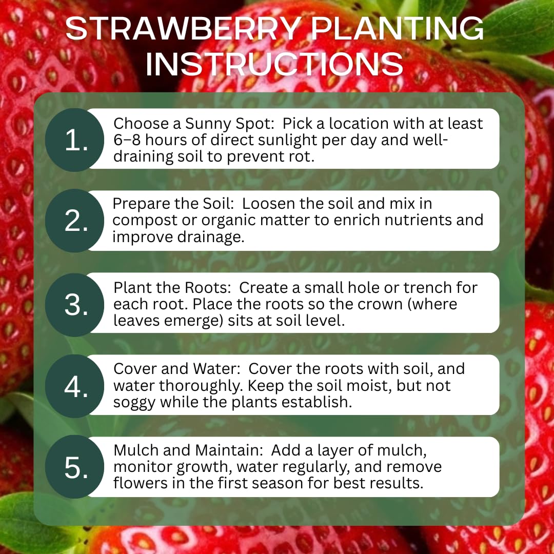 12 Flamingo Strawberry Plants for Growing – Pink Strawberry Variety – High Yield Everbearing Strawberry Runners – Unique Color, Easy to Grow Plants for Home Gardens (12 Live Plants)