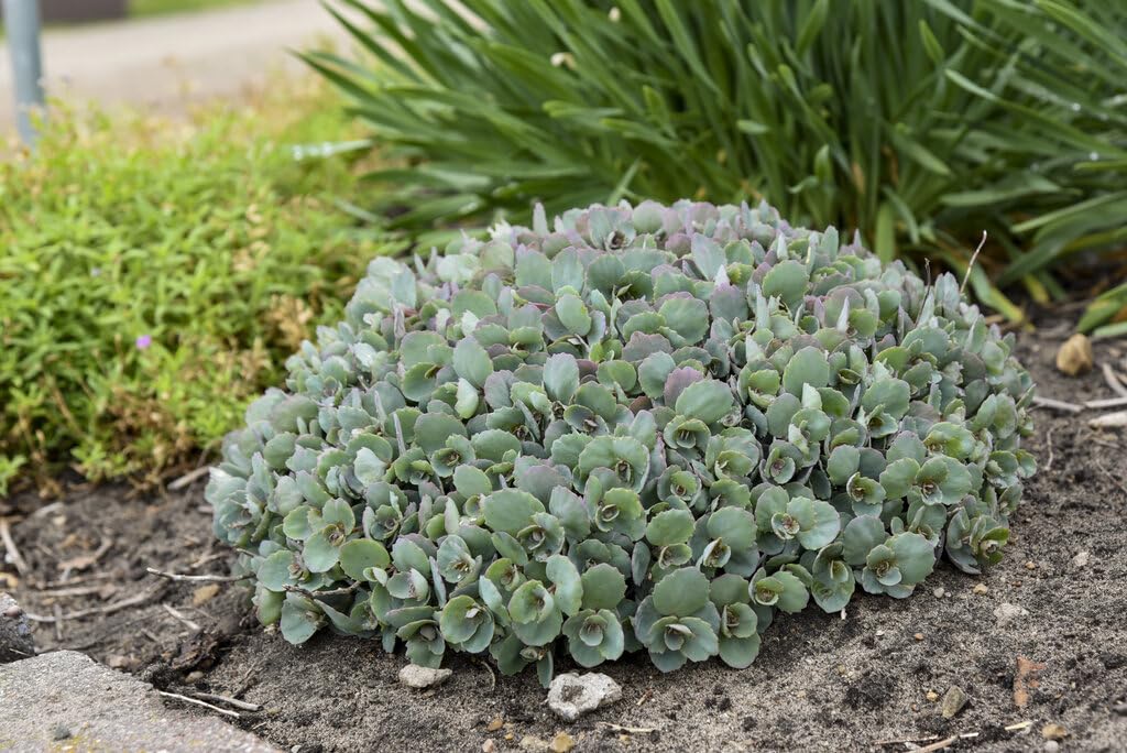 Live Plant from Green Promise Farms - Proven Winners, Sedum Rock 'N Round 'Popstar' Stonecrop, Pink/Purple Flowers - #1 Gallon Size Container