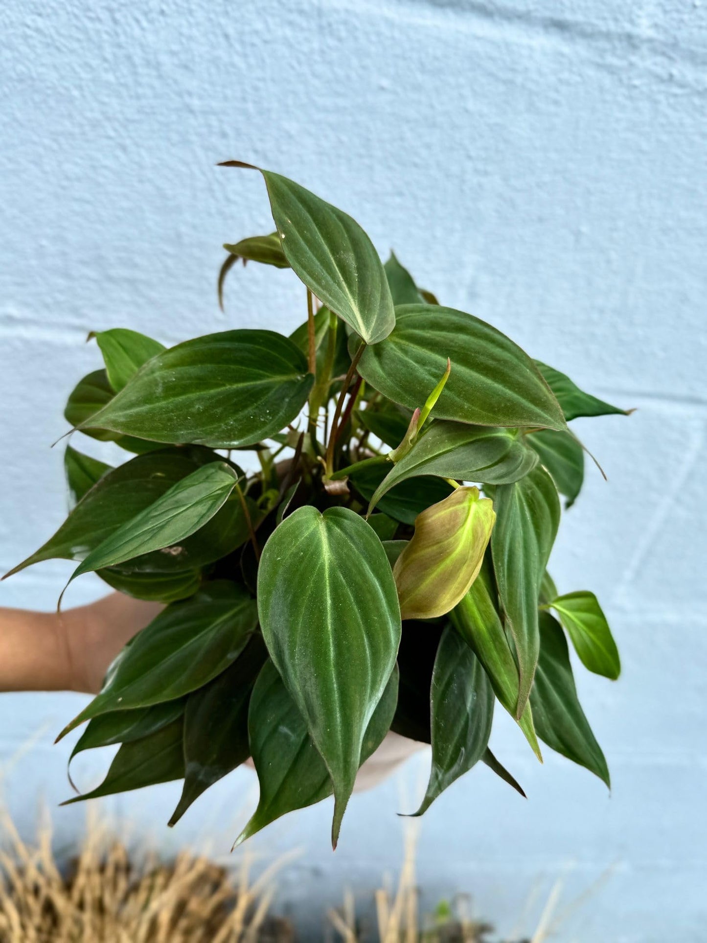 PLANTVERS Philodendron Mican in a 4" Grow Pot - Velvet Leaf Philodendron – Vining Indoor Plant – Easy Care Low Maintenance Houseplant – Low Light Trailing Indoor Plant