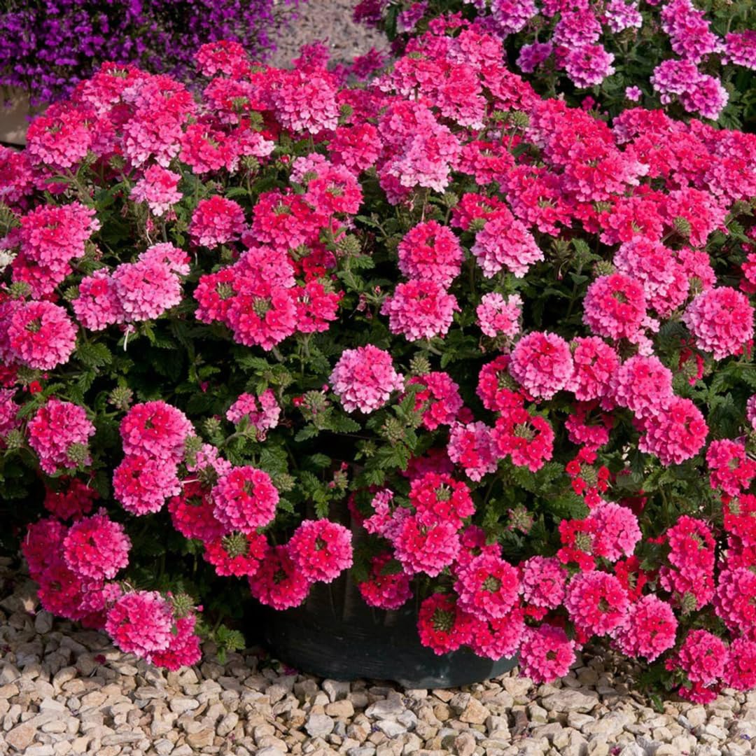 Pack 2 Pink Perennial Verbena Plants, Pink Verbena Live Plants, Verbena Flower Trailing Plants Live for Planting, Pink Verbena Plants in Zones 7 to 11
