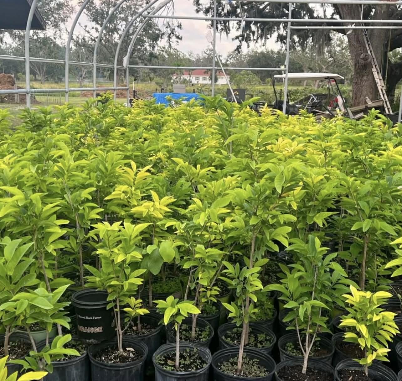 Sugar Apple Tree (Annona) – 3 Feet Tall and the Tree May Begin Flowering Next Season. Shipped in Pot. We do NOT Ship to California or Hawaii Due to Agricultural restrictions.